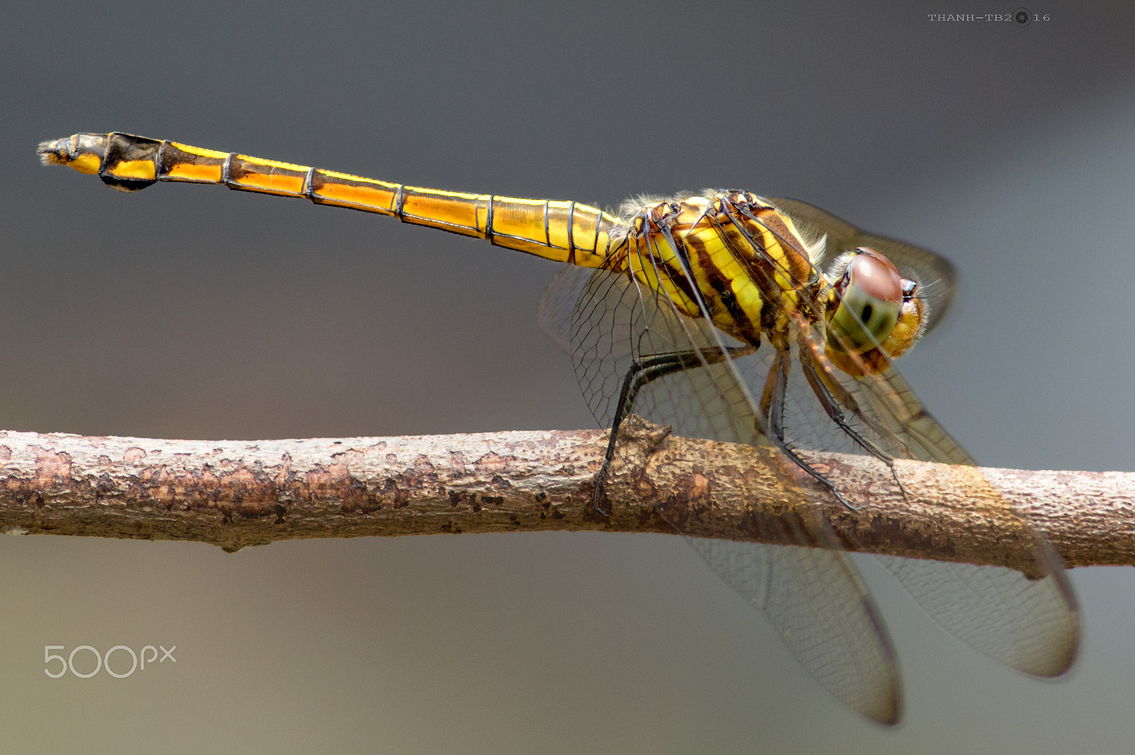 Nikon AF Nikkor 180mm F2.8D ED-IF sample photo. Dsc photography