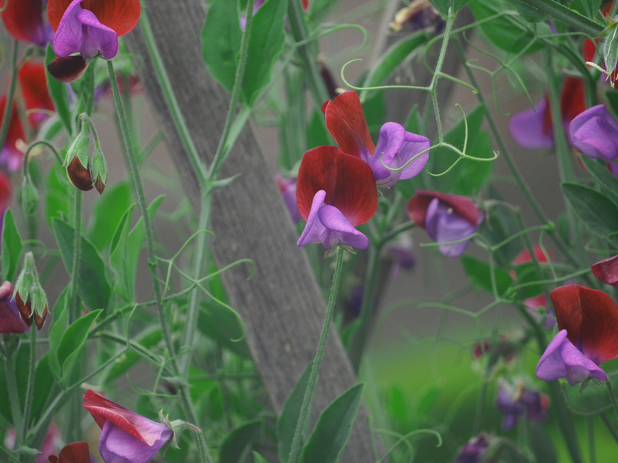 Olympus OM-D E-M5 II sample photo. Sweet pea photography