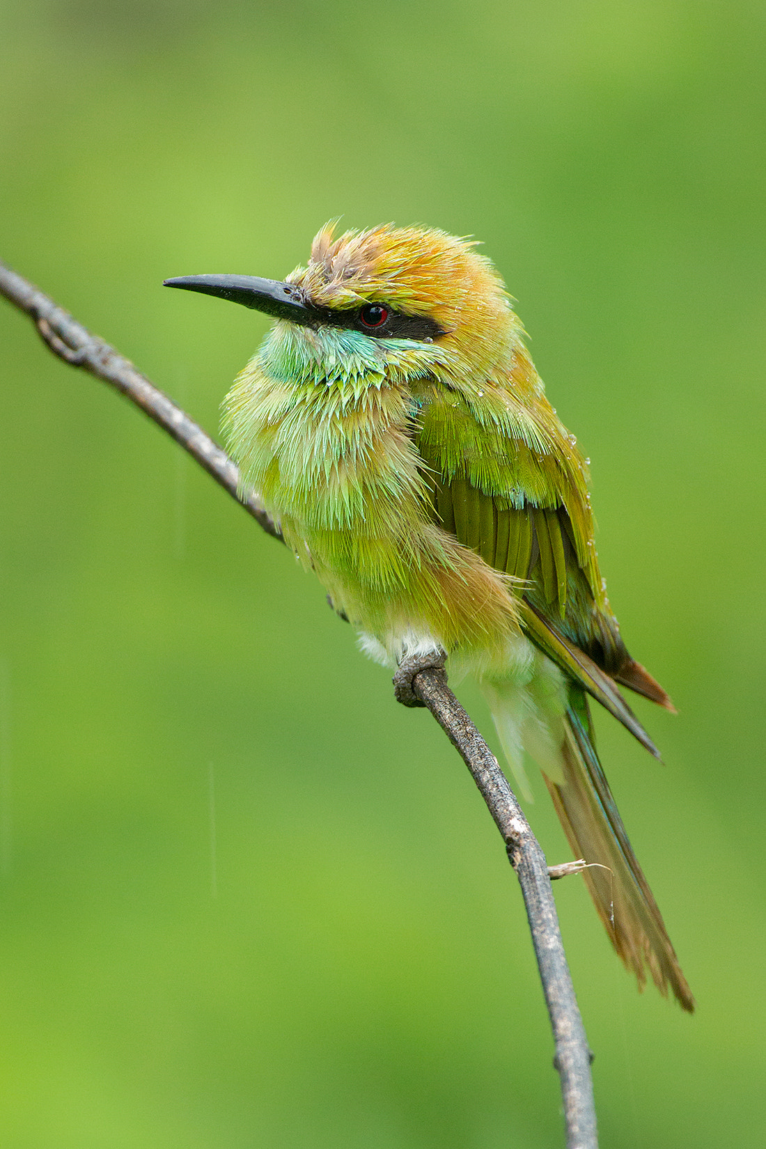 Canon EF 500mm F4L IS USM sample photo. Greenbeeeater photography