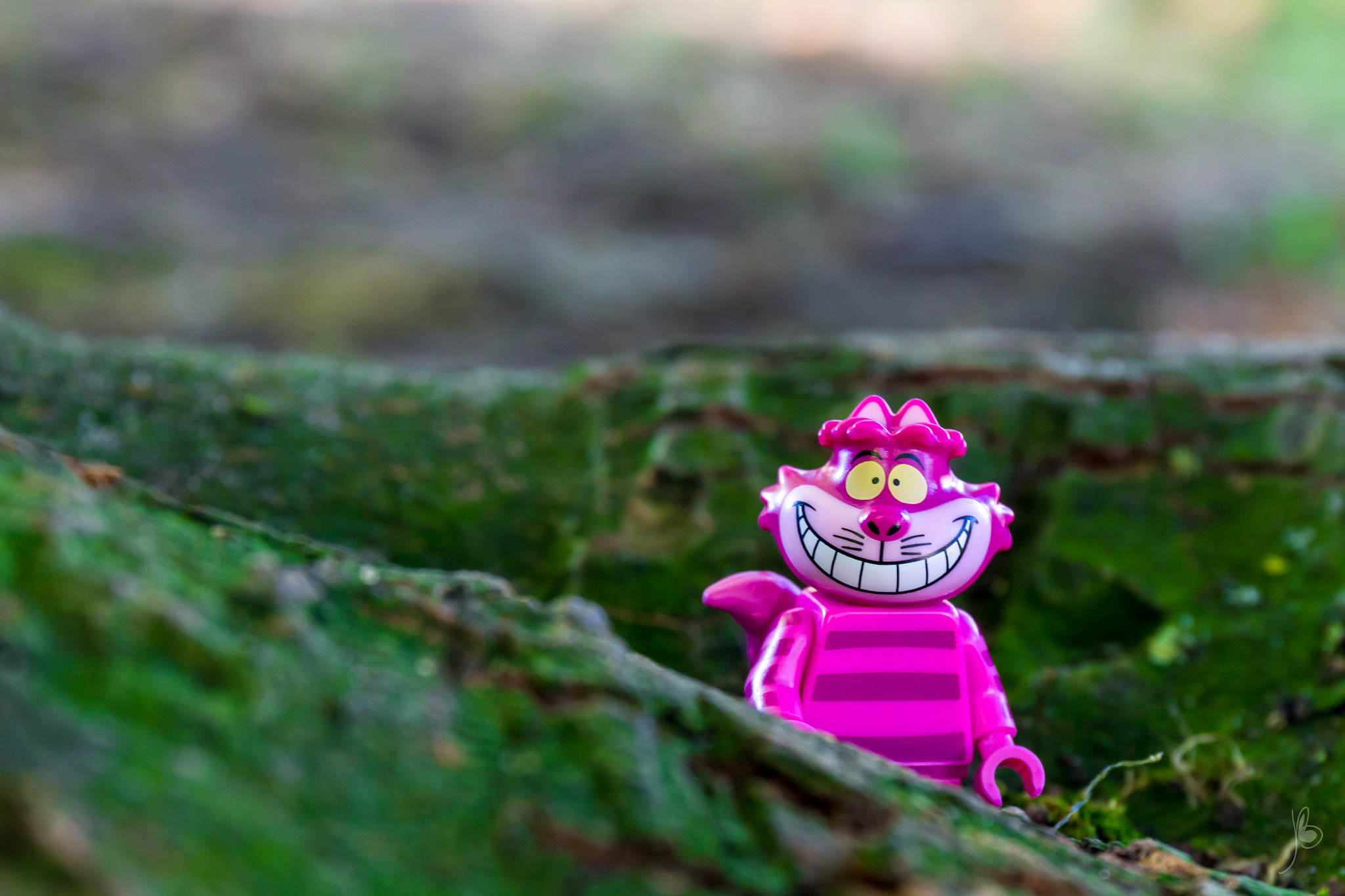 Canon EF 24-70mm F4L IS USM sample photo. Cheshire cat - "if you don't know where you are going any road will get you there" photography