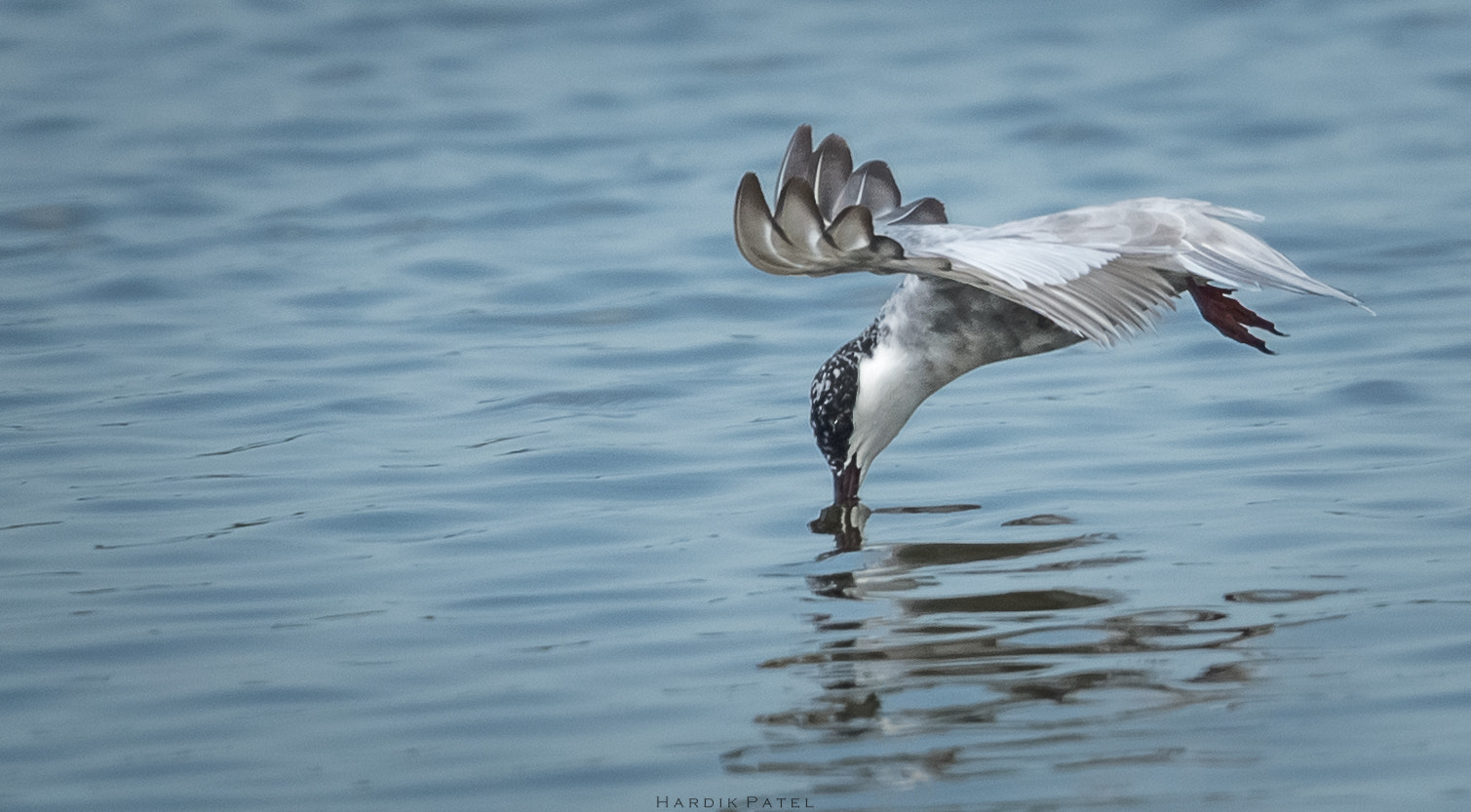 Nikon D5 + Tamron SP 150-600mm F5-6.3 Di VC USD sample photo. Kissing the water.. photography