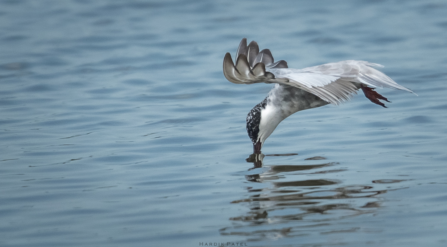 Nikon D5 sample photo. Kissing the water.. photography