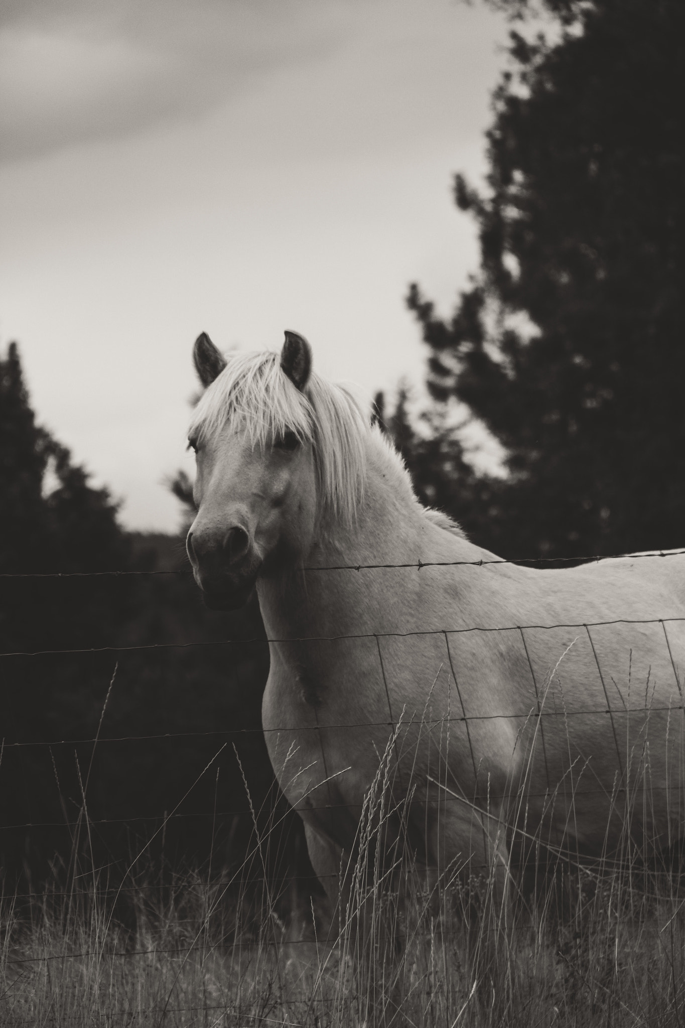 Canon EF-S 18-135mm F3.5-5.6 IS sample photo. Horsebw.jpg photography