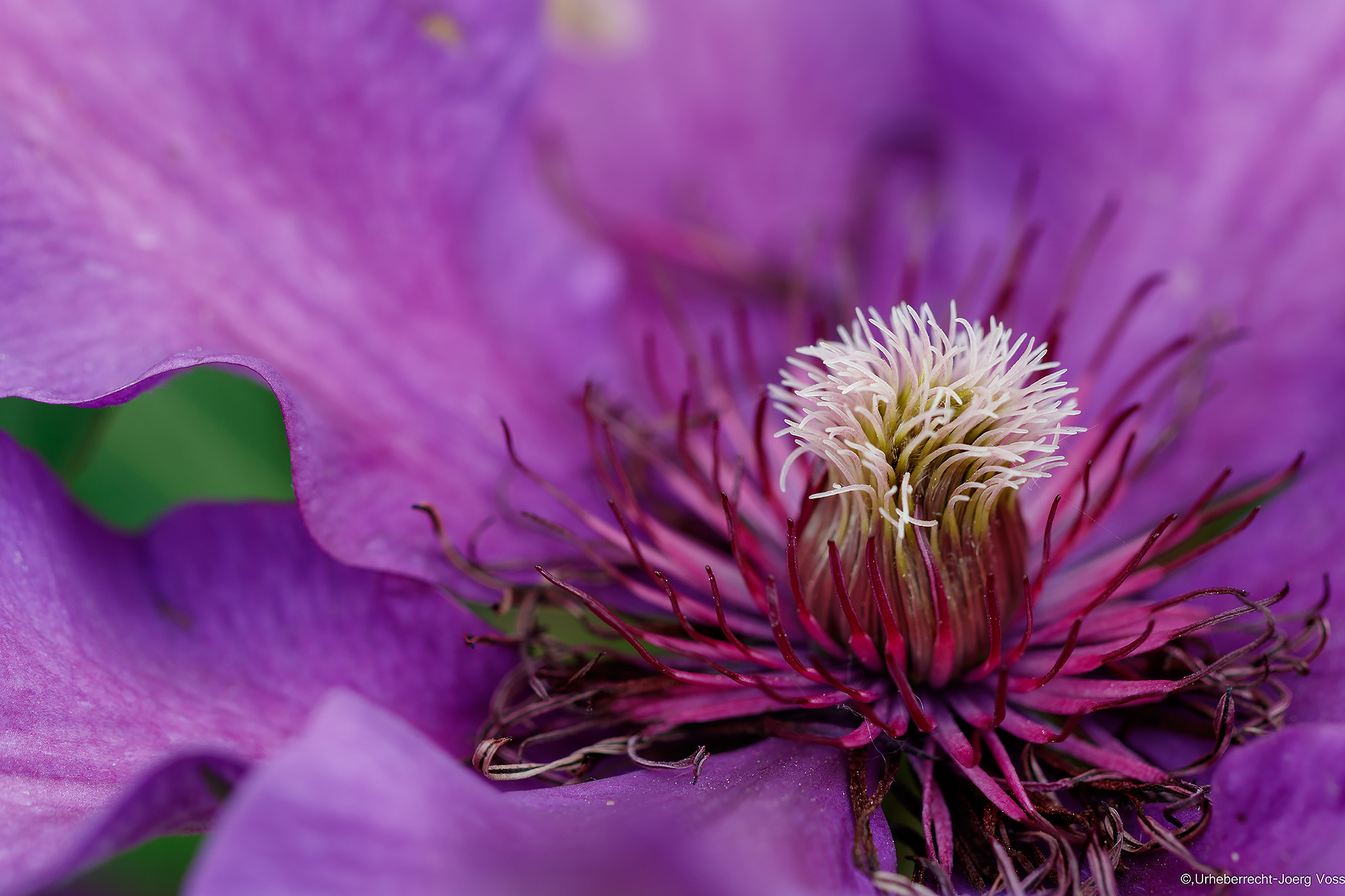 Canon EF 100mm F2.8L Macro IS USM sample photo. Violett photography
