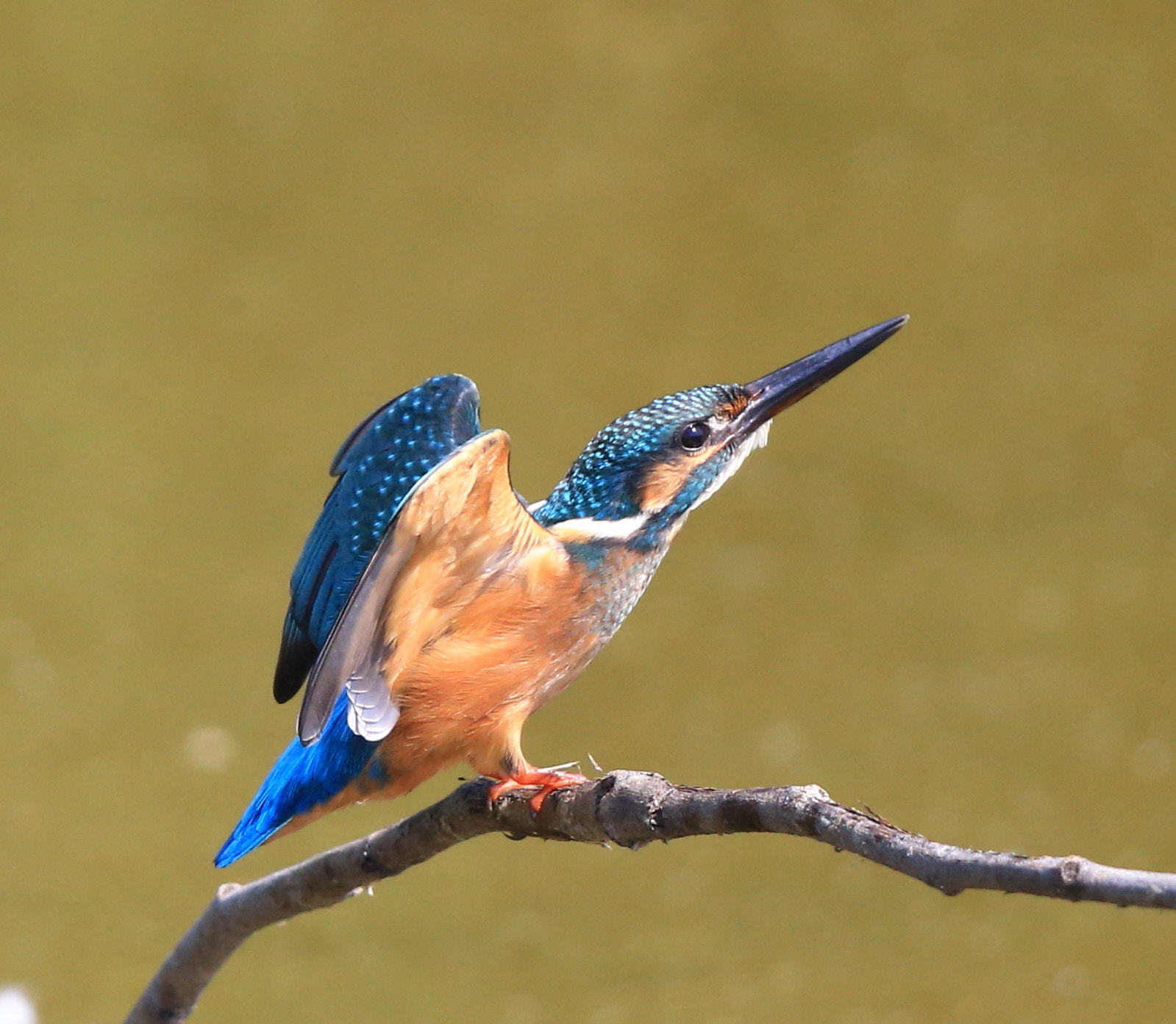 Canon EF 600mm F4L IS II USM sample photo. 240 photography