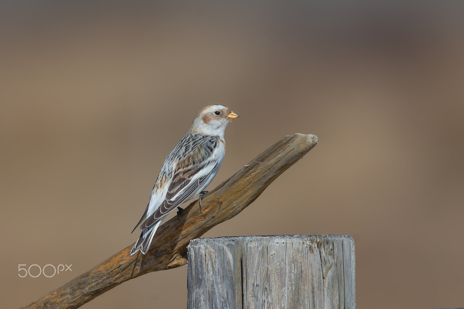 Canon EF 500mm F4L IS II USM sample photo. Snow bunting photography