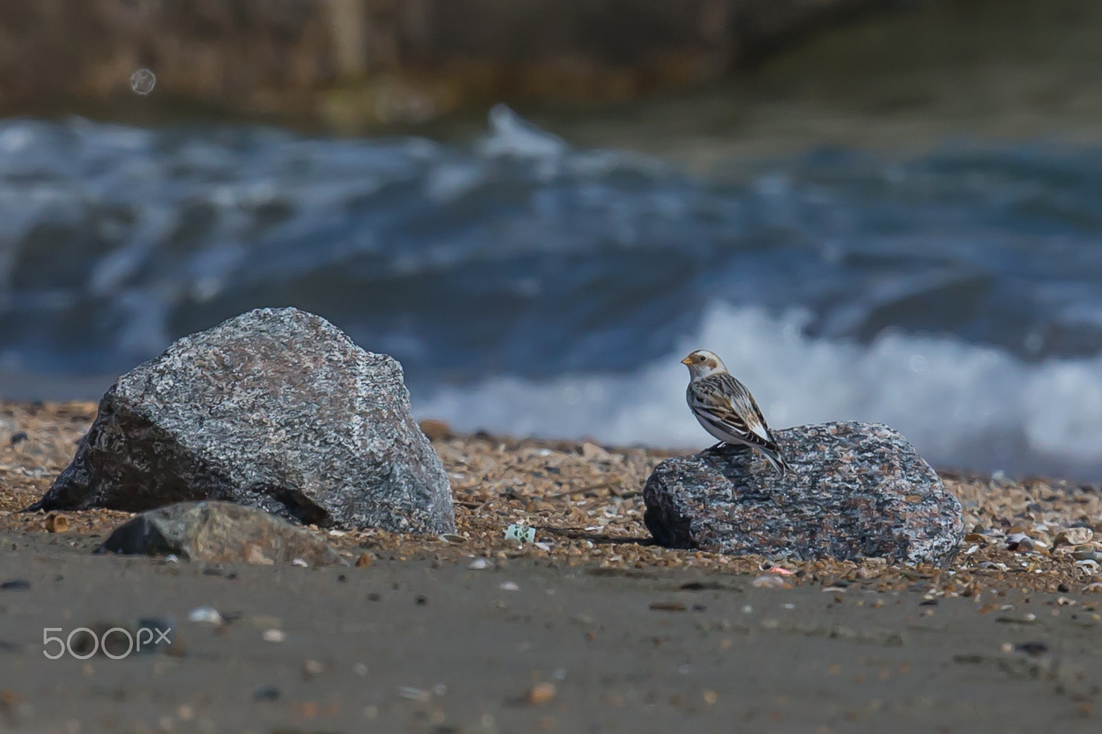 Canon EOS-1D X + Canon EF 500mm F4L IS II USM sample photo. Snow bunting at the seashore photography