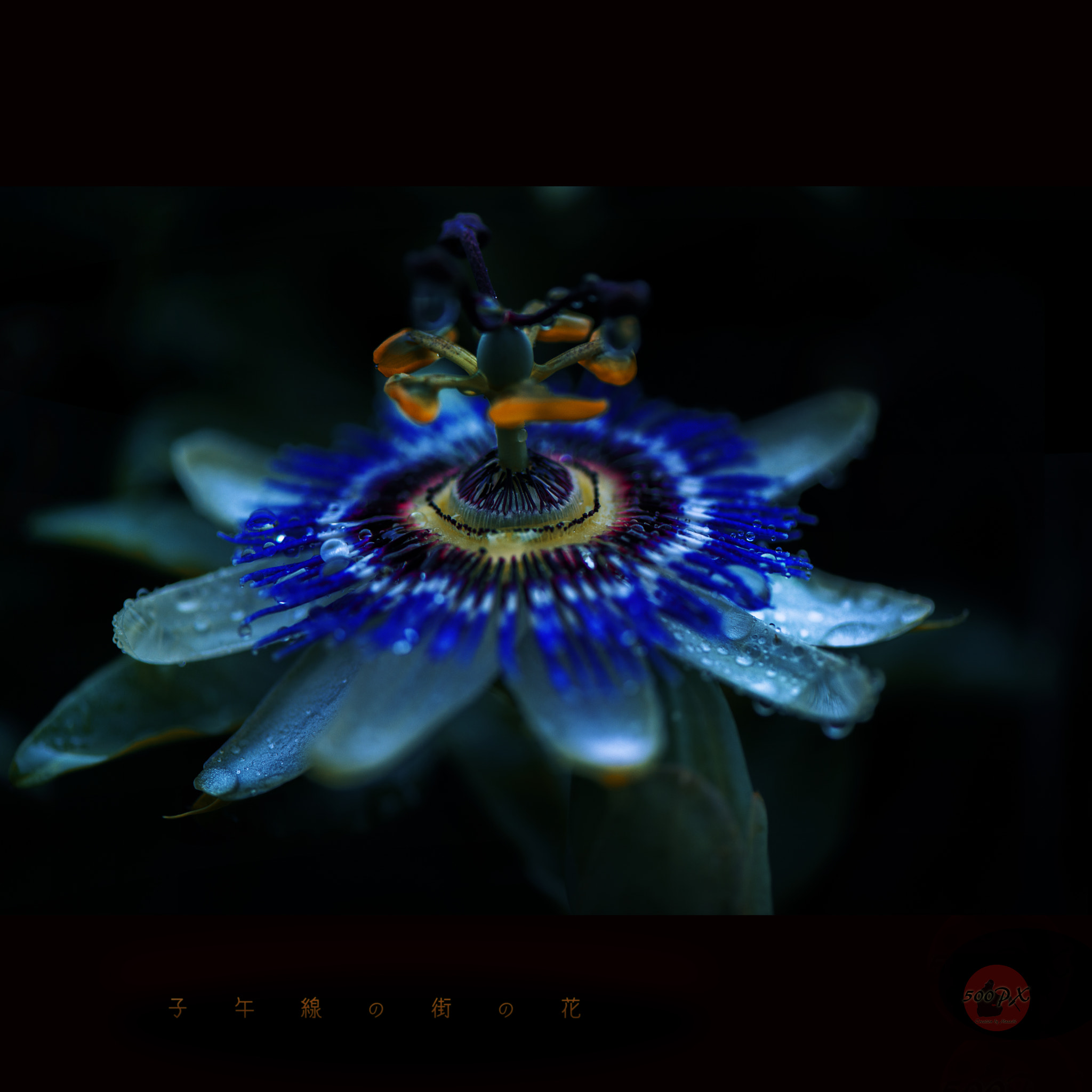 Nikon D800 sample photo. 子午線の街の花 Ⅱ photography
