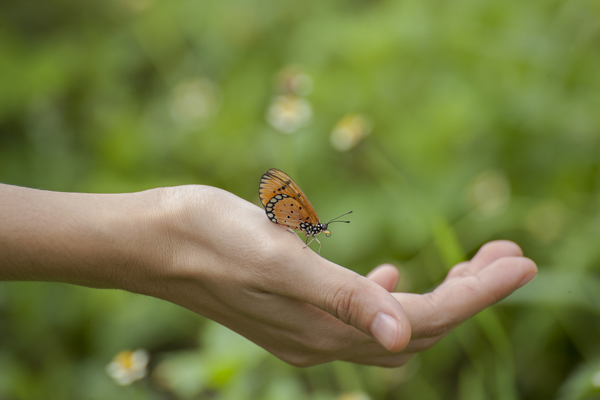 Canon EOS 5D + Tamron SP 70-300mm F4-5.6 Di VC USD sample photo. Butterfly on hand in jungle the beauty of nature photography