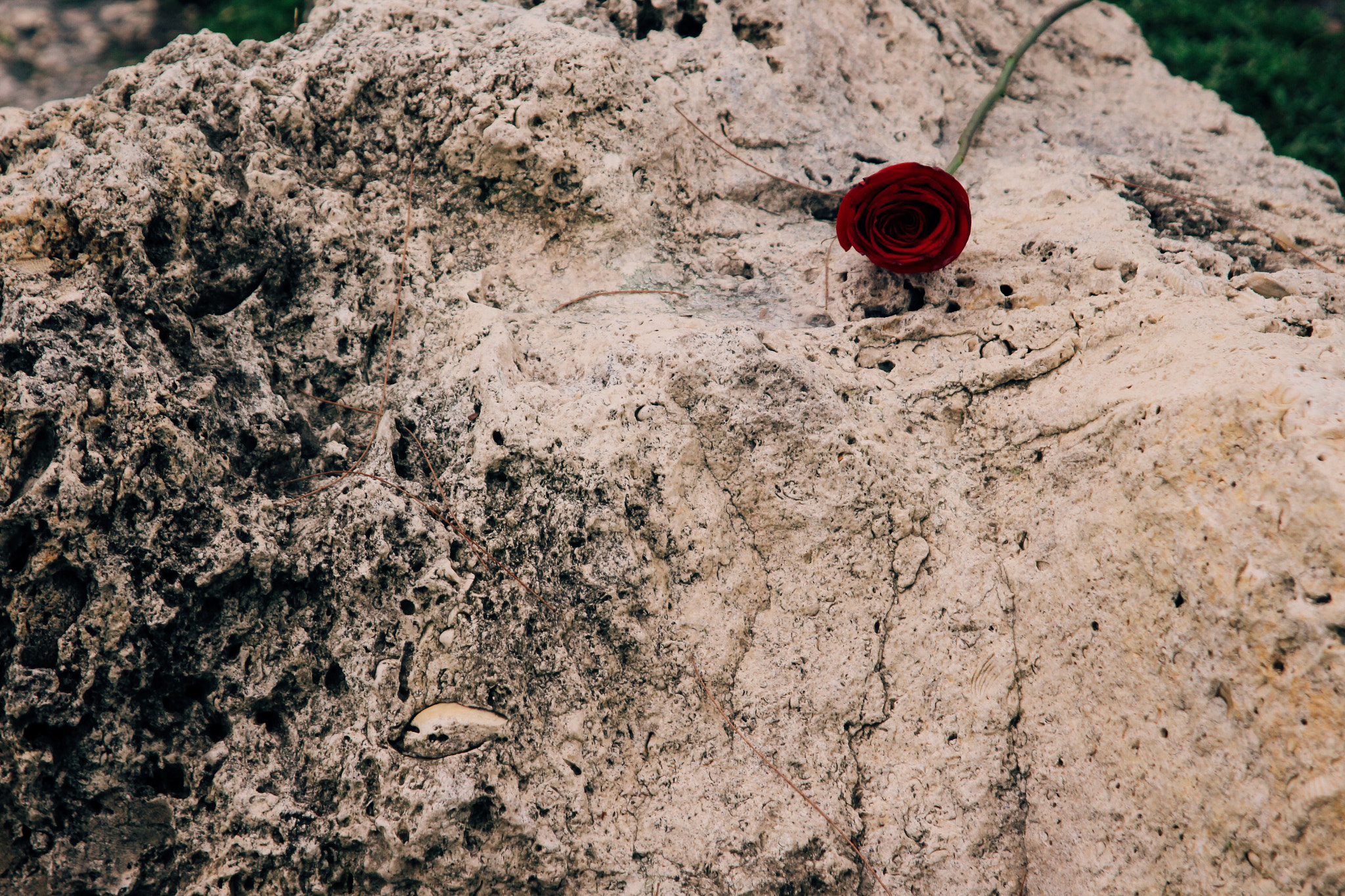 Canon EF 24-85mm F3.5-4.5 USM sample photo. Today i have missed you very much. photography