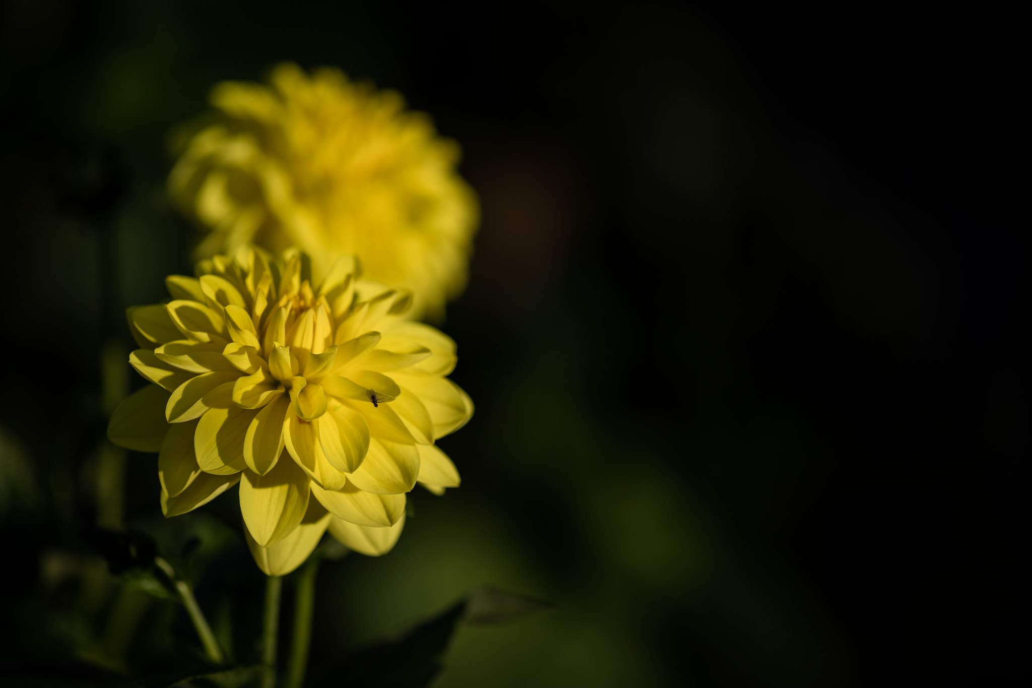 ZEISS Apo Sonnar T* 135mm F2 sample photo. Yellow flower photography