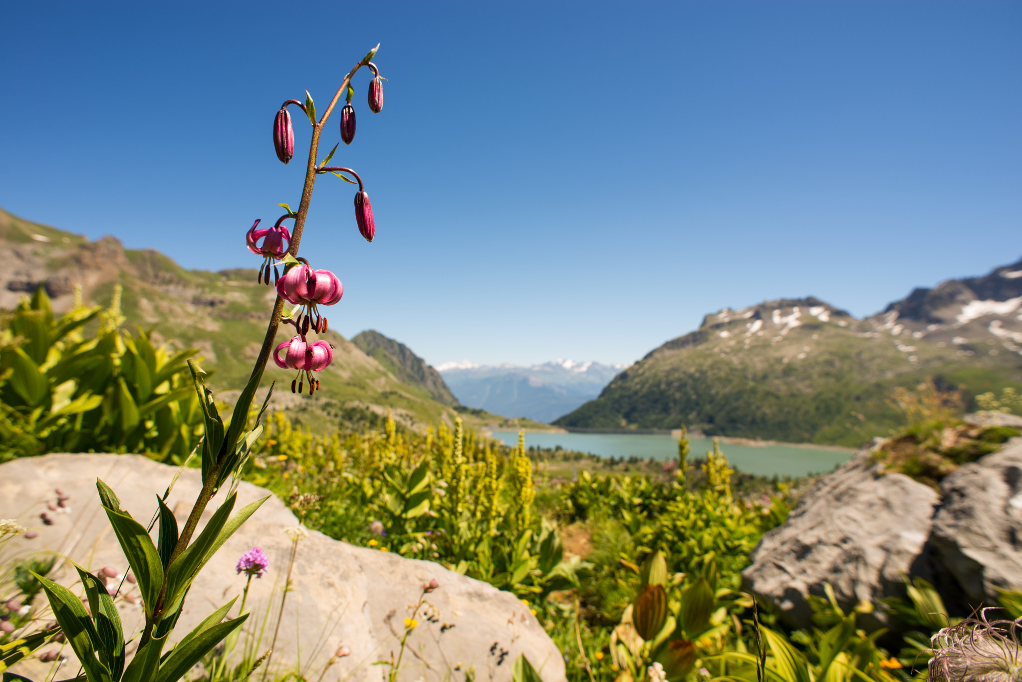Nikon D610 + AF Nikkor 20mm f/2.8 sample photo. Alpine flowers in switzerland photography