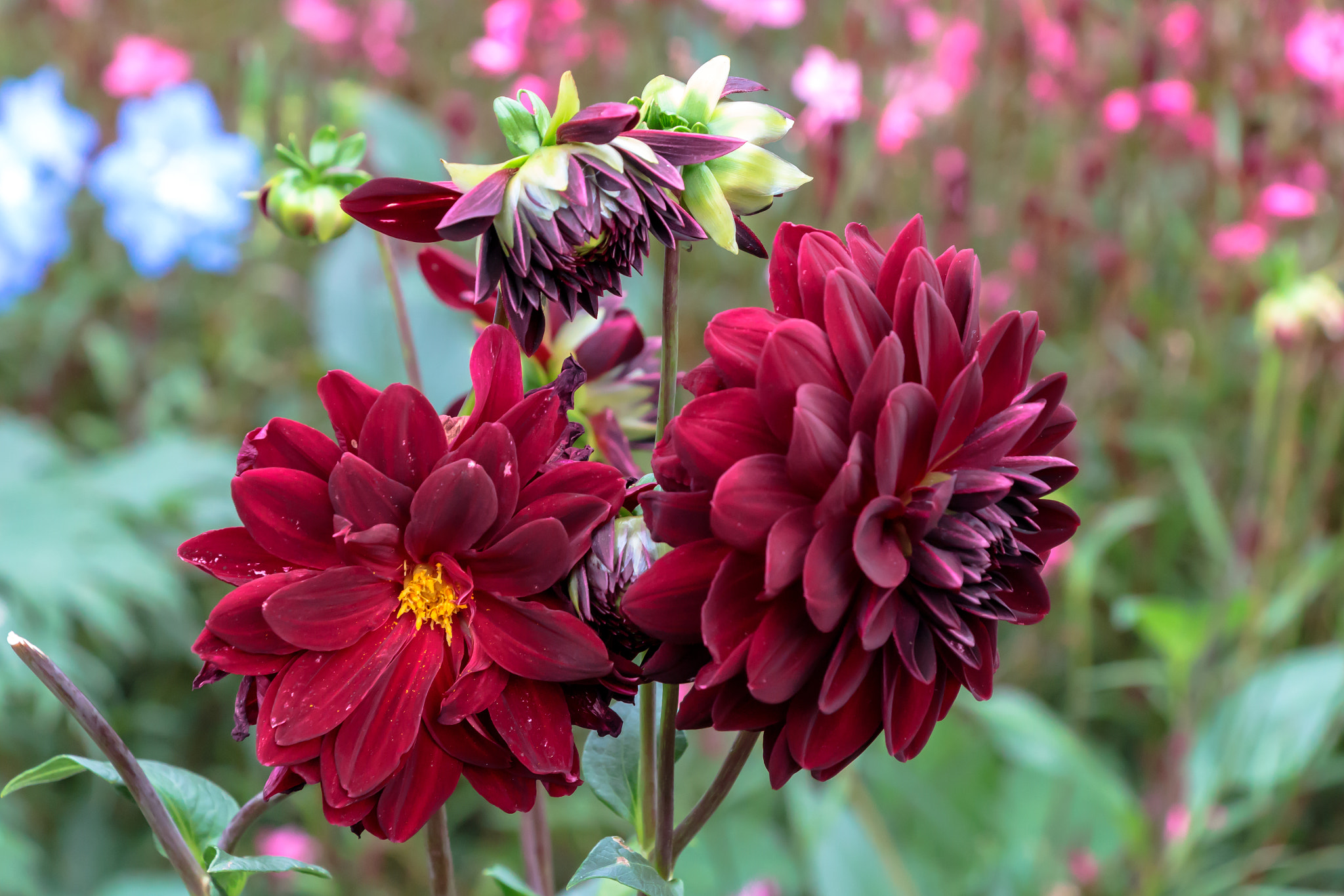 Canon EOS M10 sample photo. Flower photography