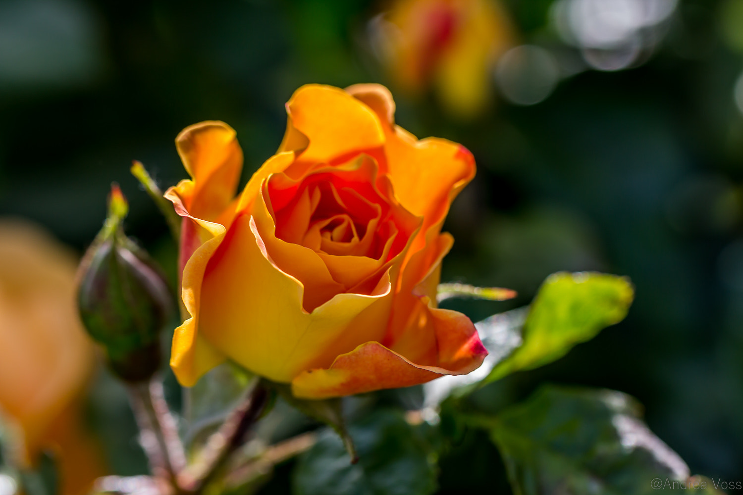 Canon EOS 60D + Canon EF 100mm F2.8L Macro IS USM sample photo. Yellow rose photography