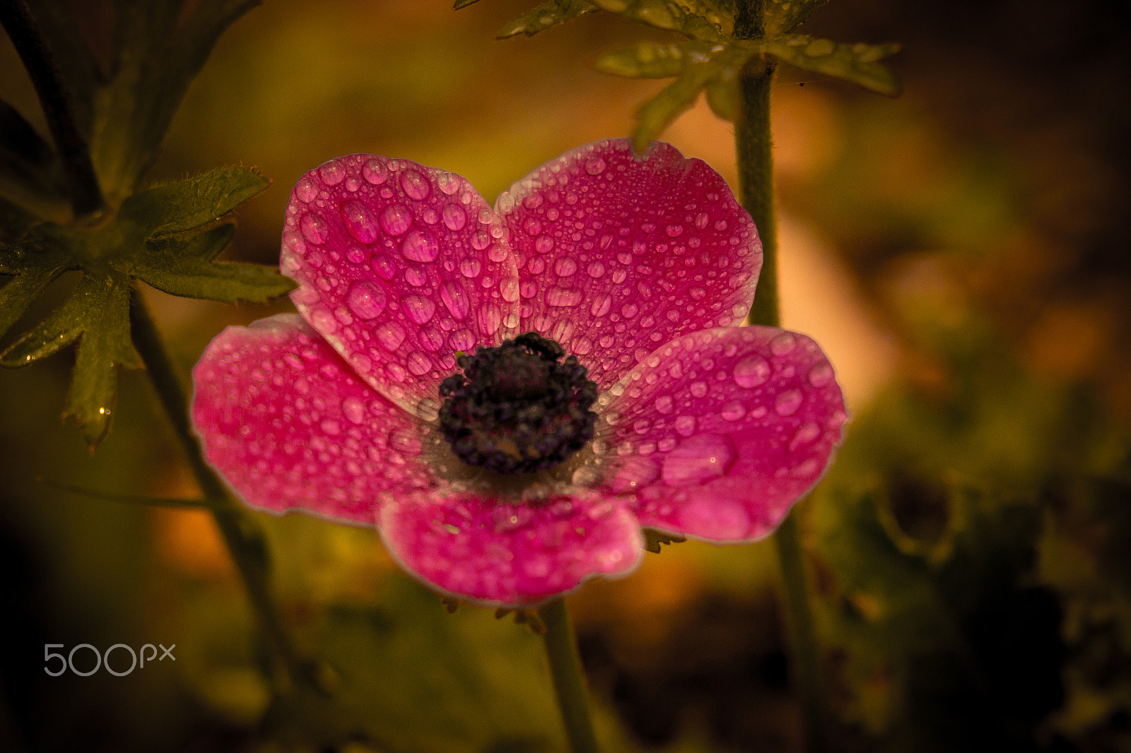 Canon EF 24-105mm F3.5-5.6 IS STM sample photo. Morning dew photography