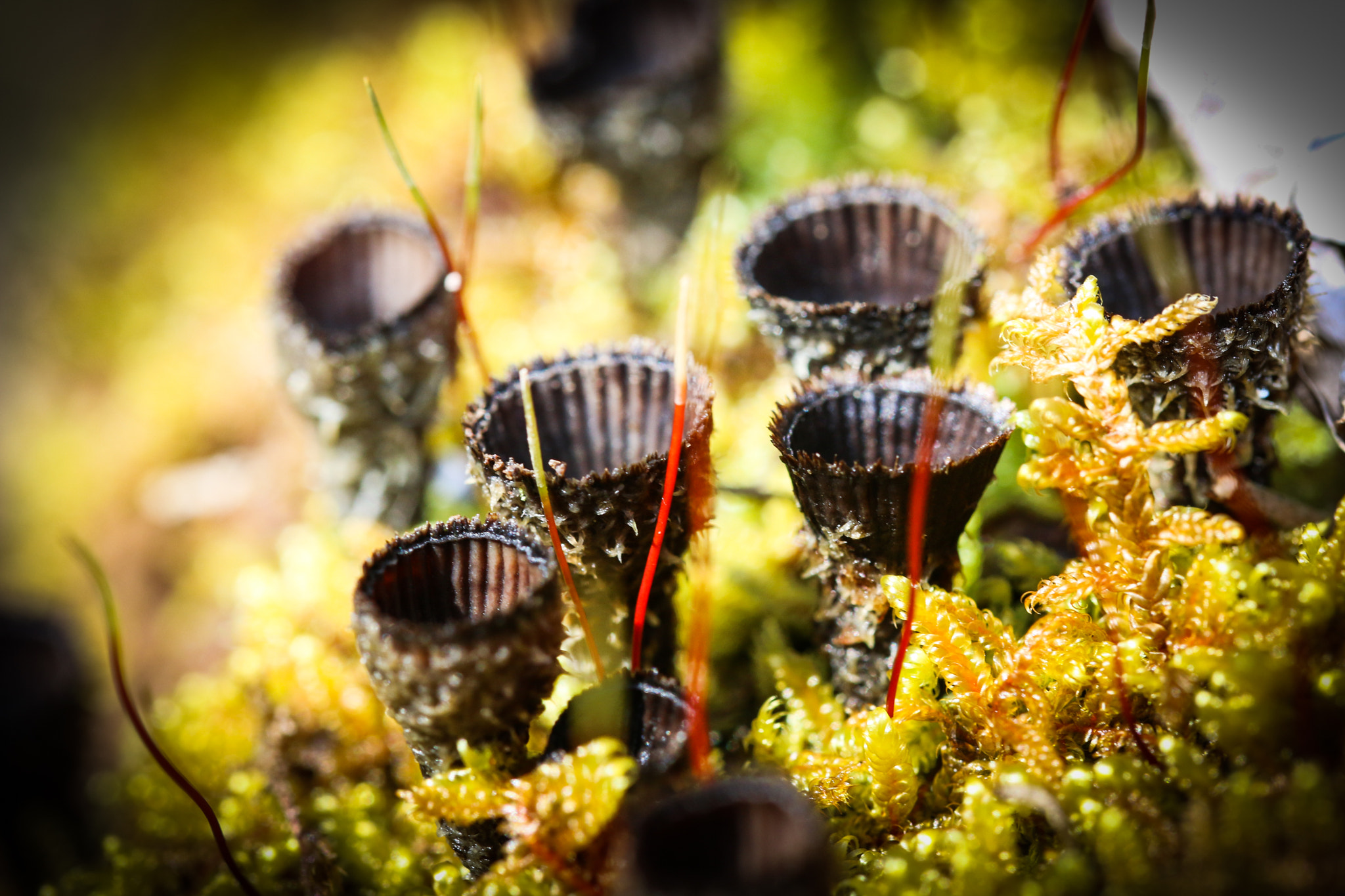 Canon EOS 70D + Tamron SP AF 60mm F2 Di II LD IF Macro sample photo. Forest fungi photography