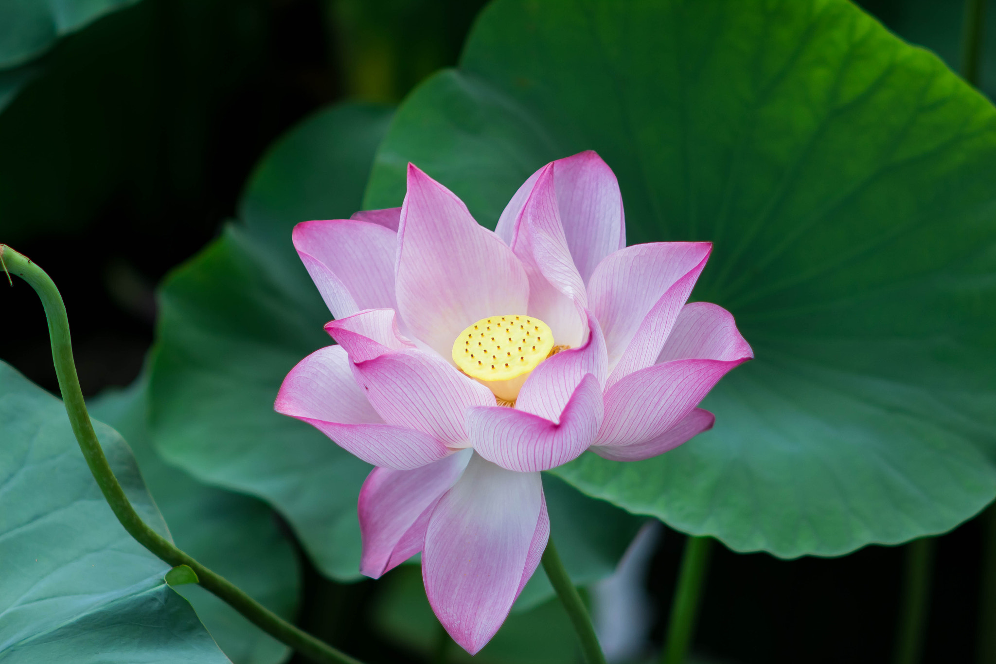 Canon EF 35-80mm f/4-5.6 sample photo. Lotus photography