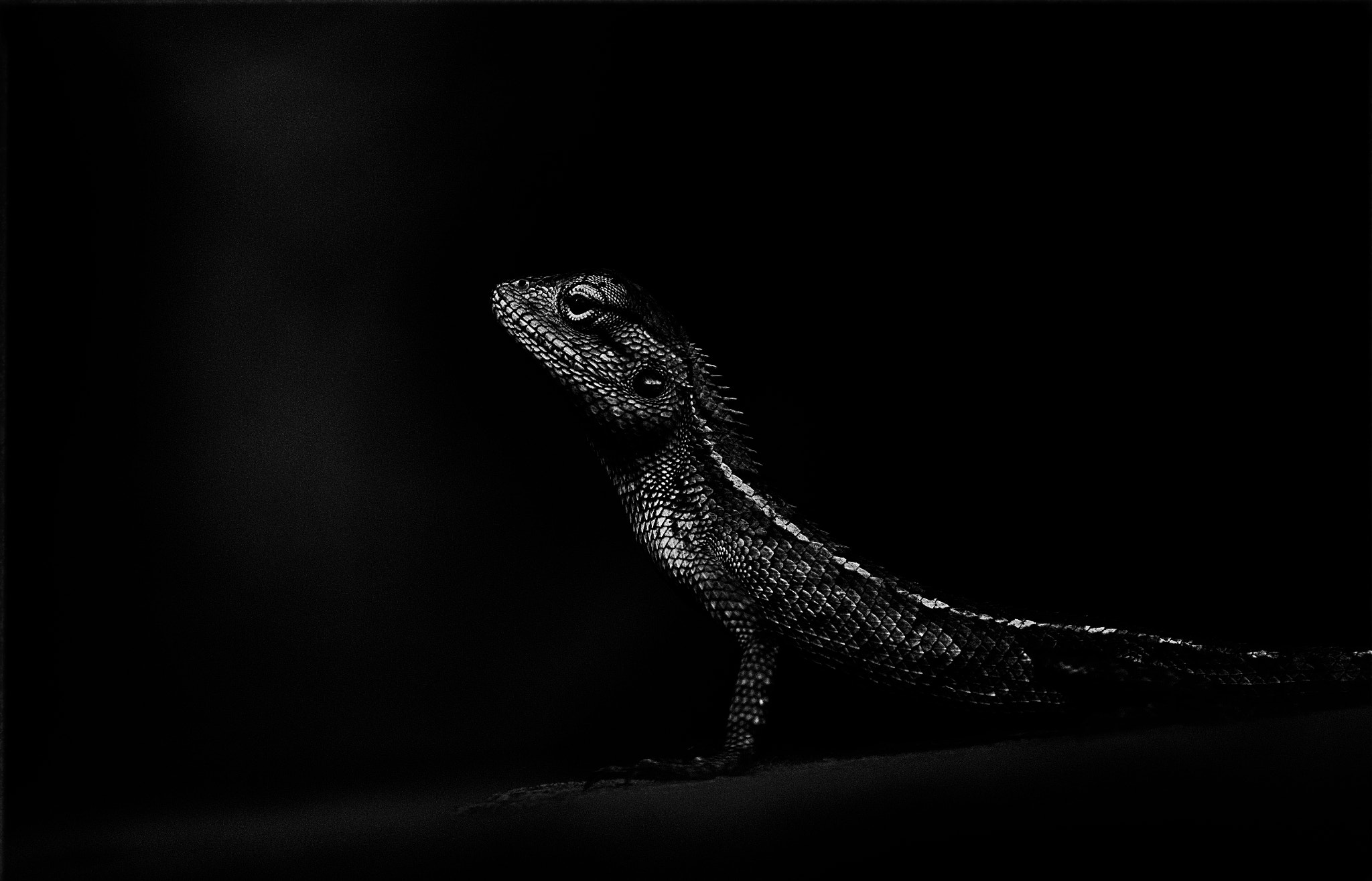 Canon EF 75-300mm f/4-5.6 USM sample photo. Geeko photography