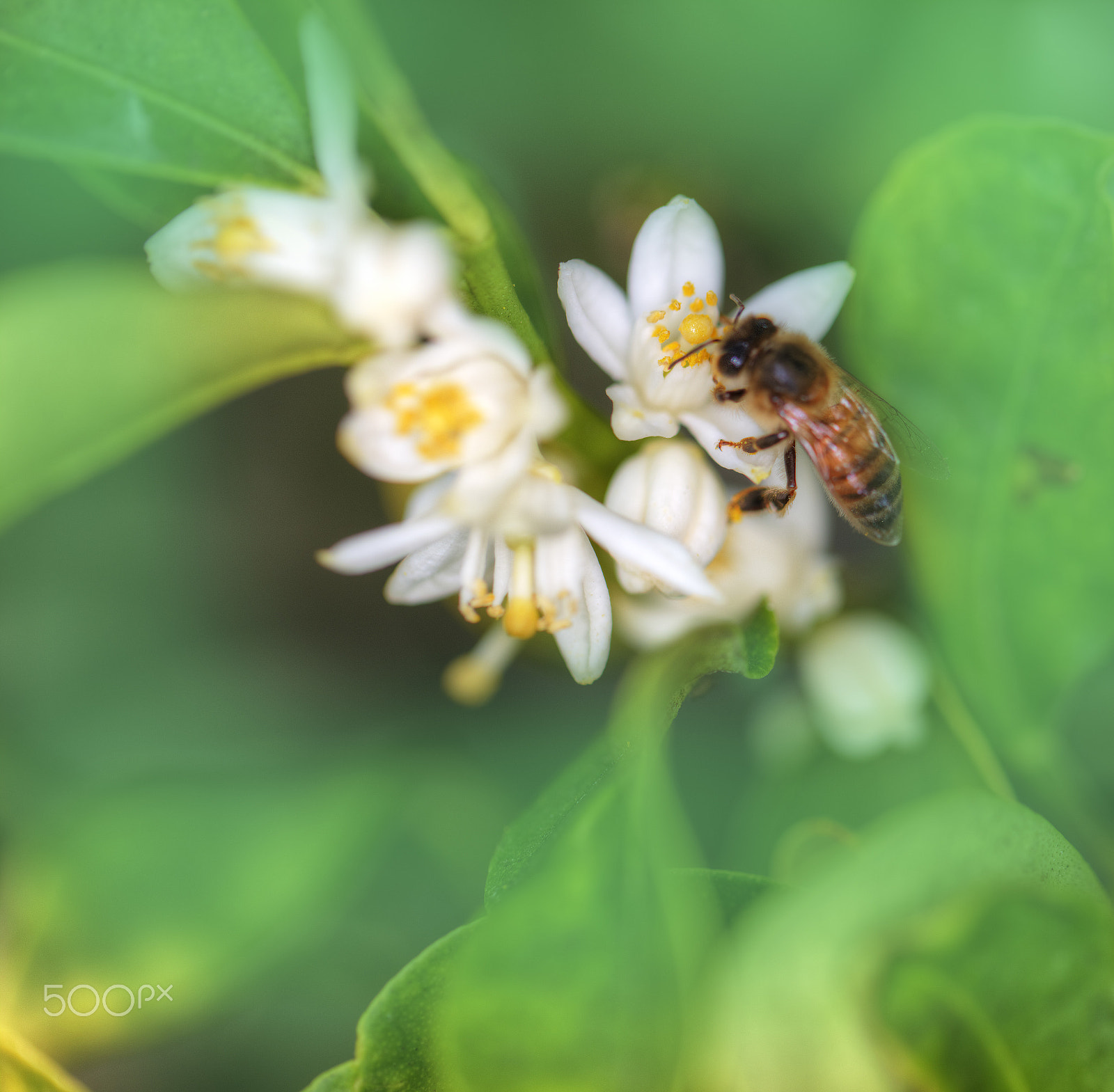 Canon EOS 5DS + Canon EF 100mm F2.8L Macro IS USM sample photo. Nectar harvest bee photography