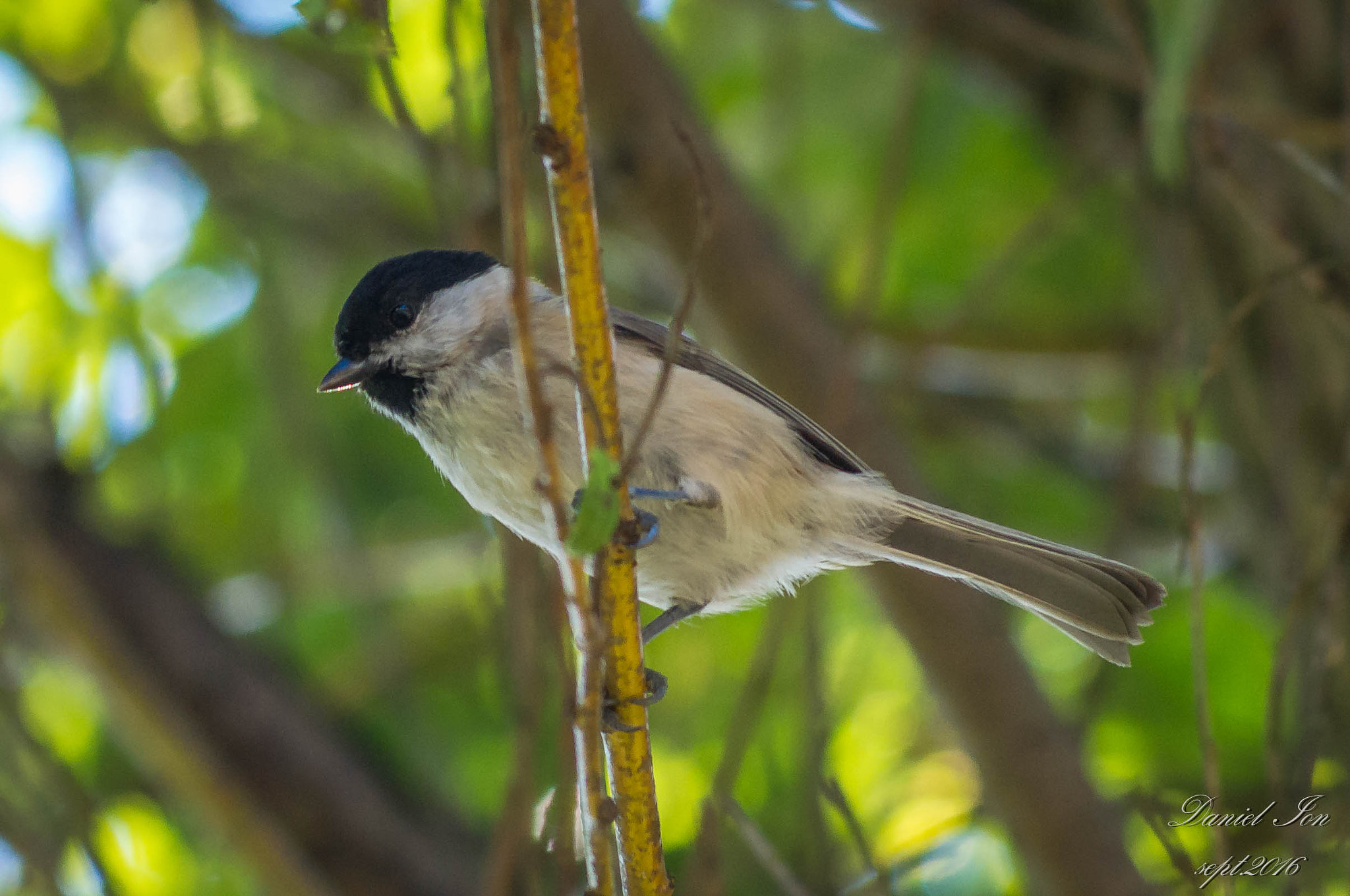 smc PENTAX-FA 70-200mm F4-5.6 sample photo. Poecile palustris photography