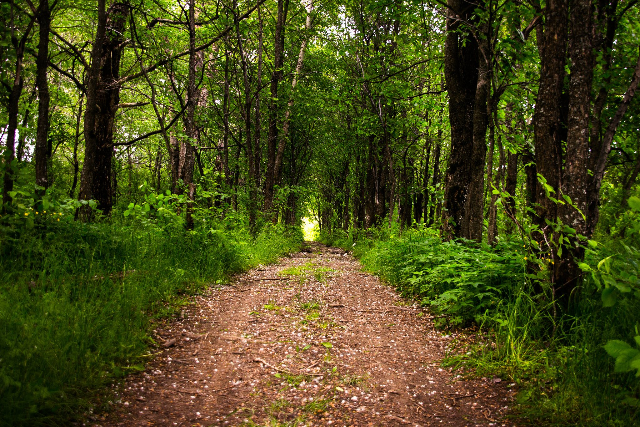Sigma 18-200mm f/3.5-6.3 DC OS sample photo. Road in wood photography