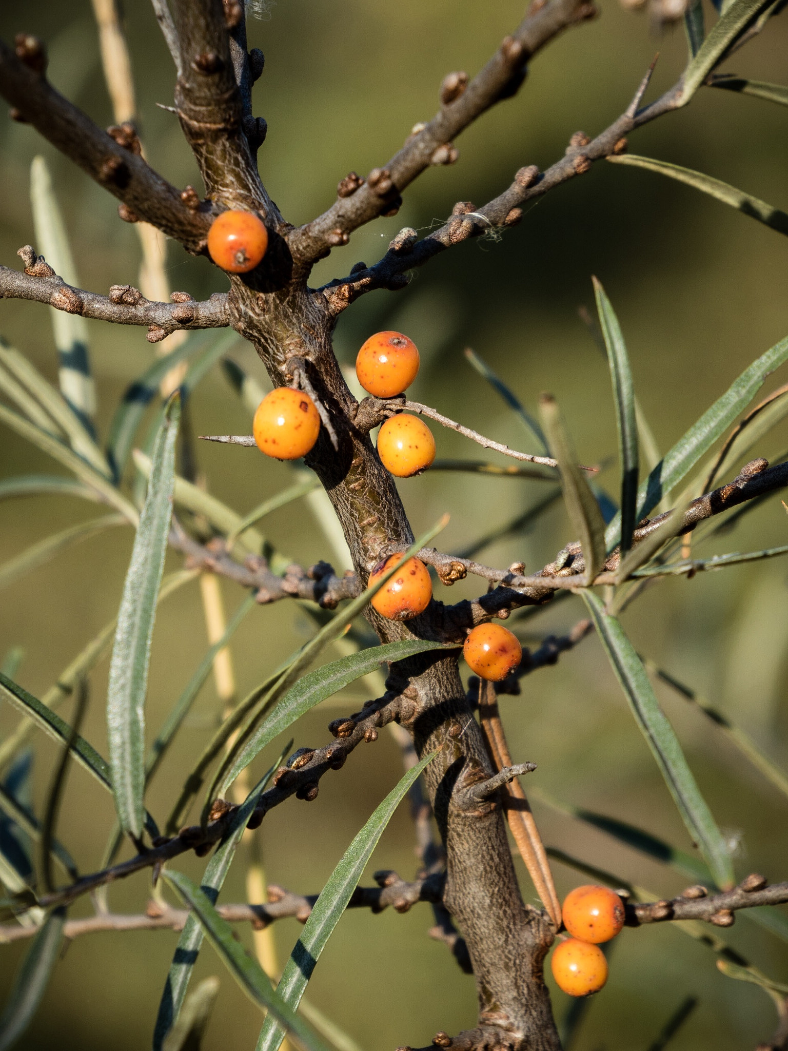 Tamron 14-150mm F3.5-5.8 Di III sample photo. Seabuckthorn berries ripening in evening sun in saschiz, transylvania. photography