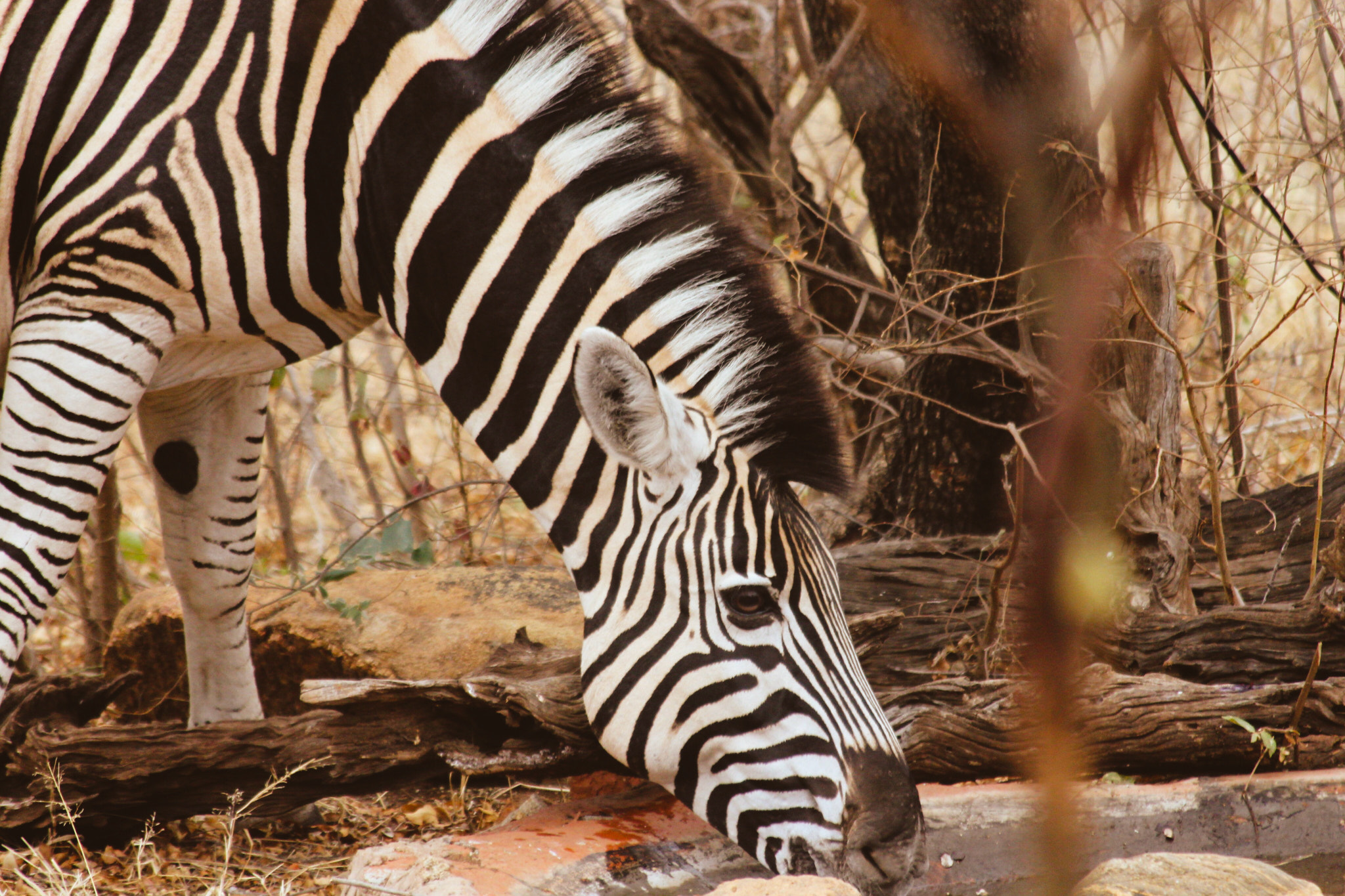 Canon EF 70-300mm F4-5.6 IS USM sample photo. Thirsty zebra photography