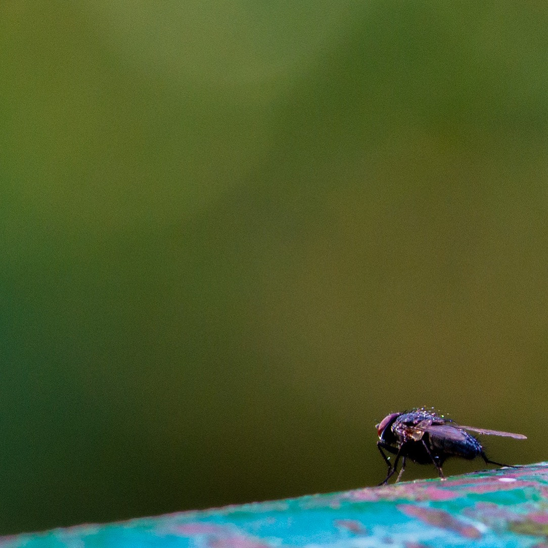 Sony Alpha NEX-7 + 90mm F2.8 Macro G OSS sample photo. Ready! photography