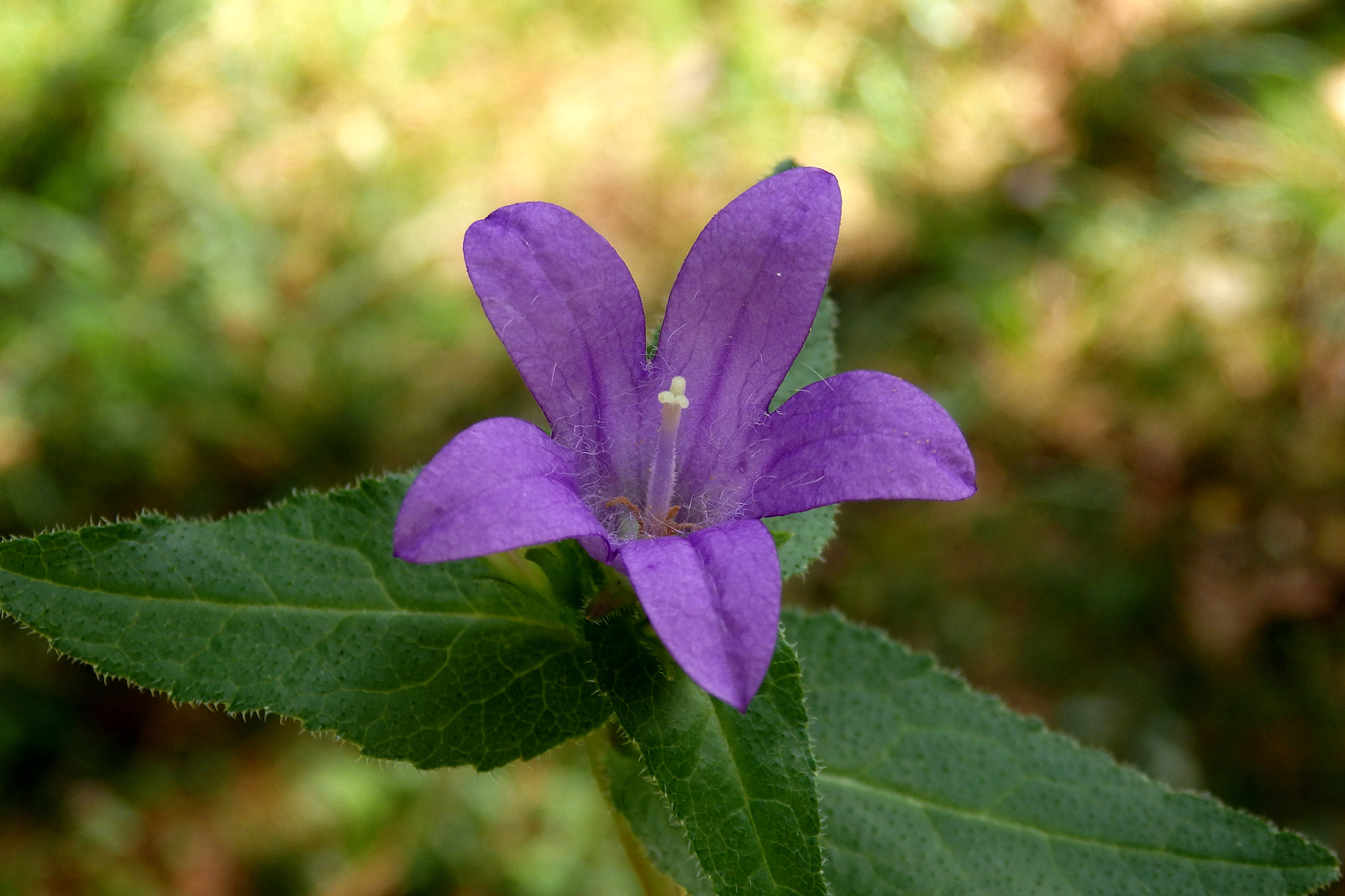 Olympus SZ-17 sample photo. Wild flower photography