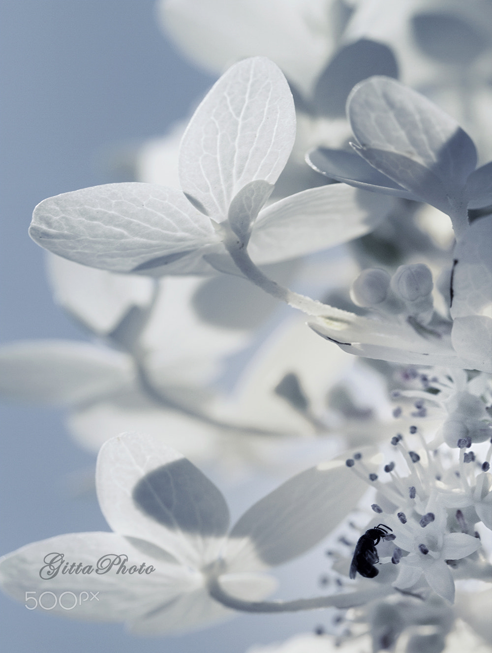 Canon EOS 7D + Canon EF 100mm F2.8L Macro IS USM sample photo. Cold photography