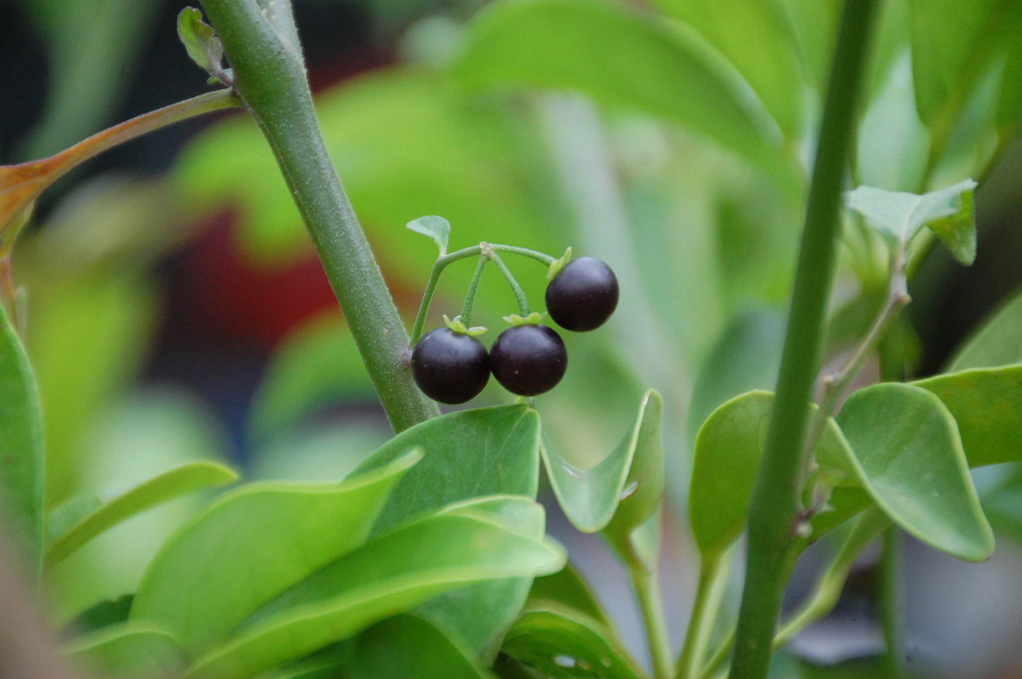 Nikon D40 sample photo