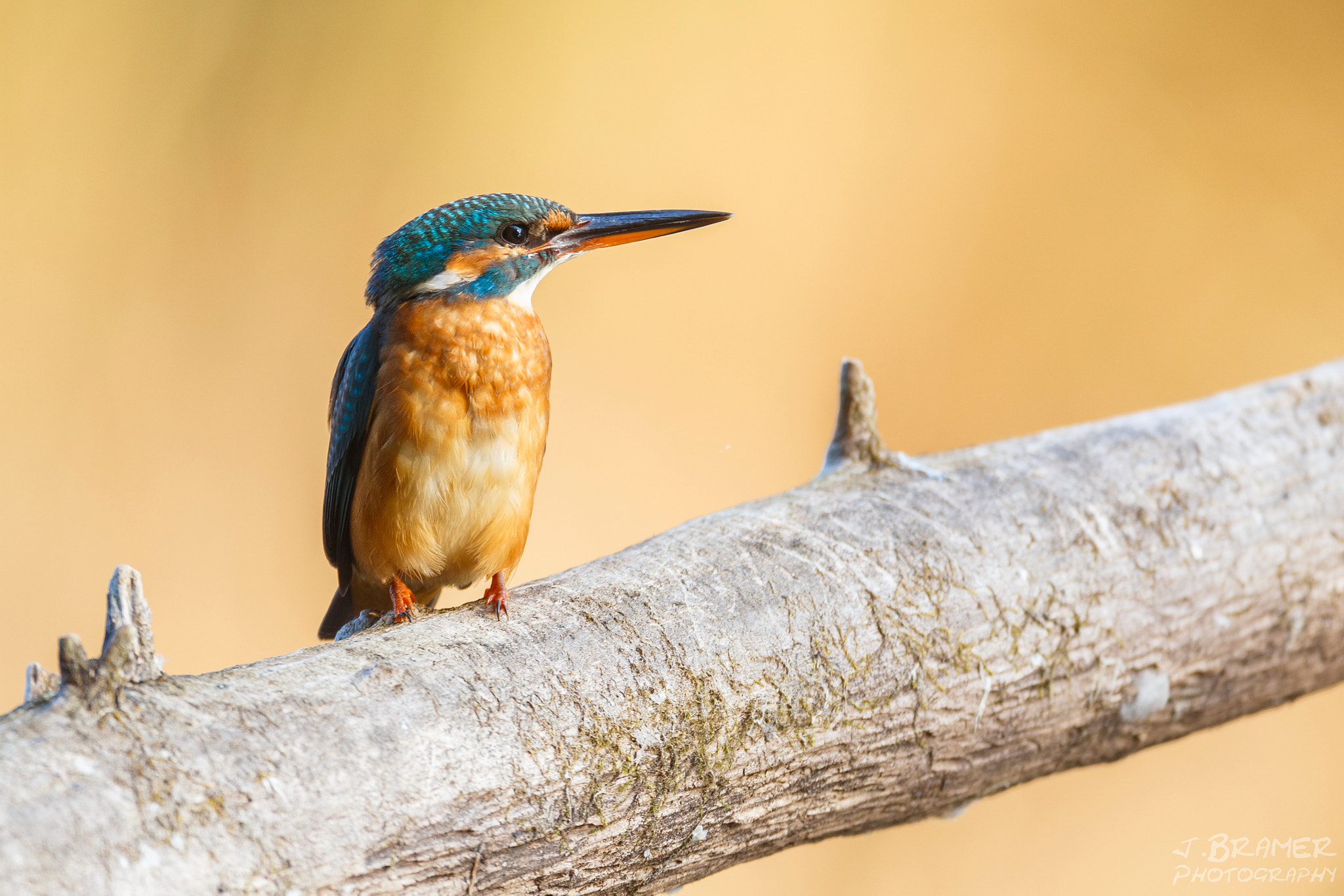 Canon EF 600mm F4L IS USM sample photo. Eisvogel (kingfisher) [alcedo atthis] photography