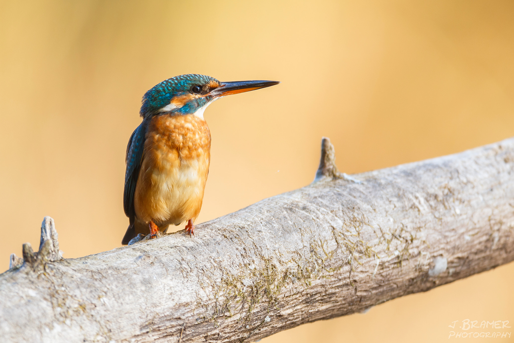 Canon EOS 6D sample photo. Eisvogel (kingfisher) [alcedo atthis] photography