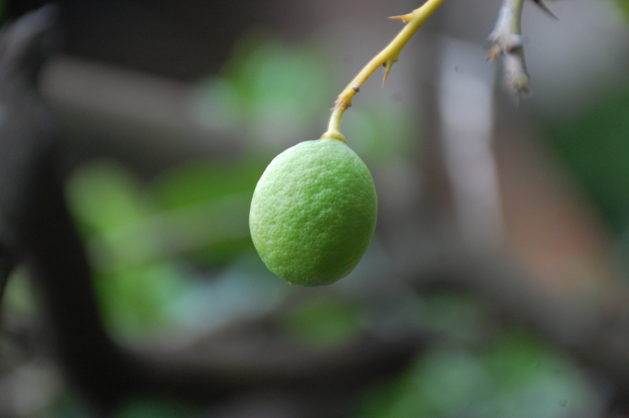 Nikon D40 sample photo