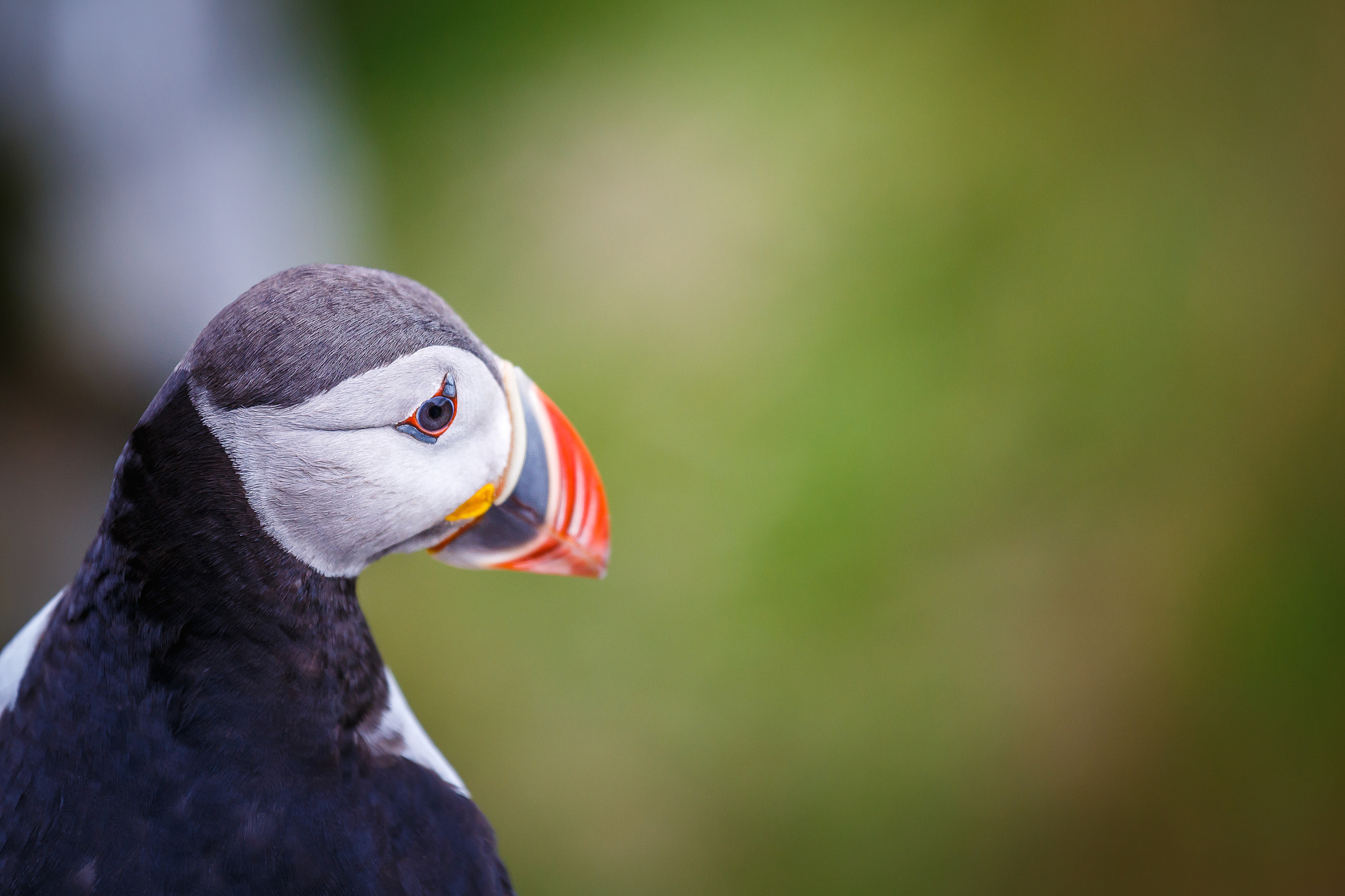 Canon EF 70-200mm F4L IS USM sample photo. Puffin photography