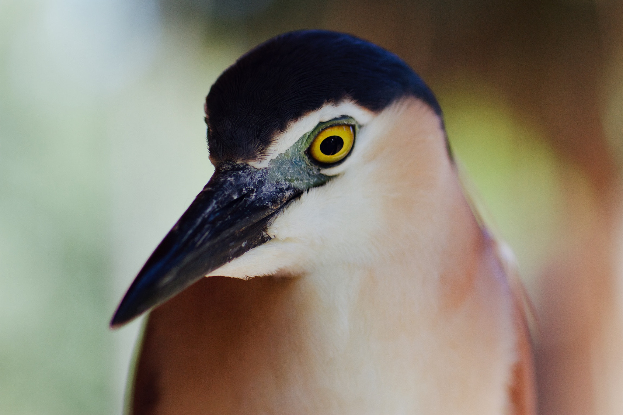 Canon EOS 7D + Canon EF 85mm F1.2L II USM sample photo. Night heron photography