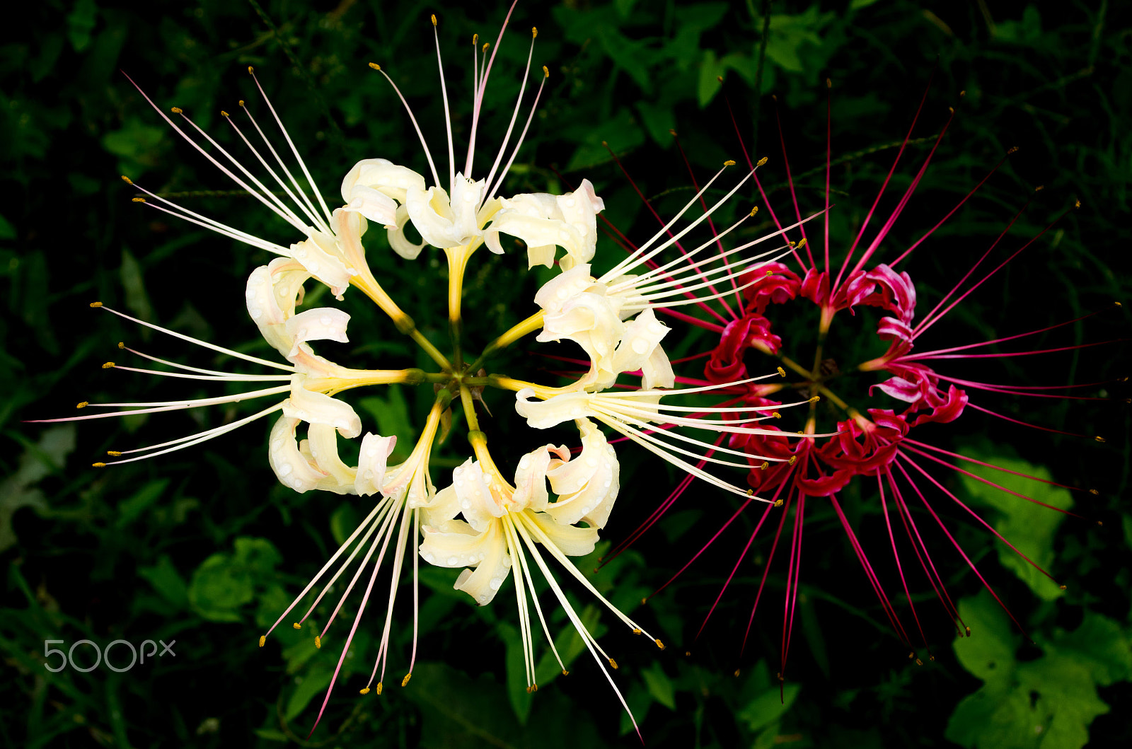 Sigma 18-300mm F3.5-6.3 DC Macro HSM sample photo. Lycoris1 photography