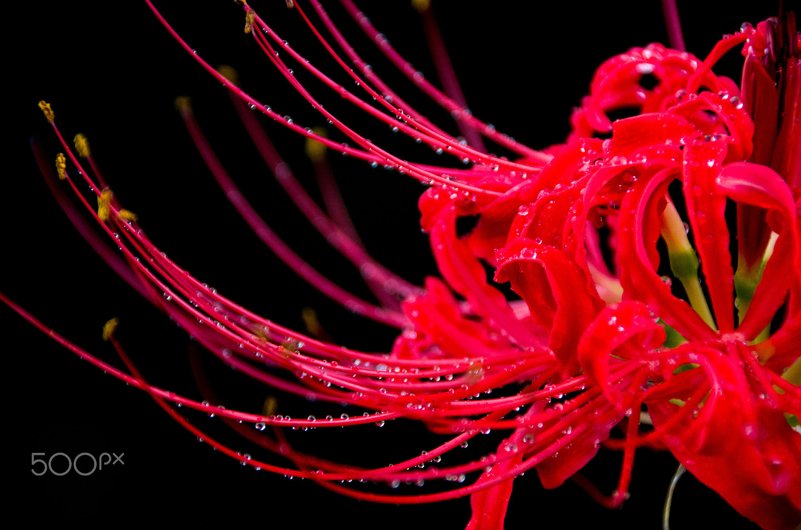 Sigma 18-300mm F3.5-6.3 DC Macro HSM sample photo. Lycoris2 photography