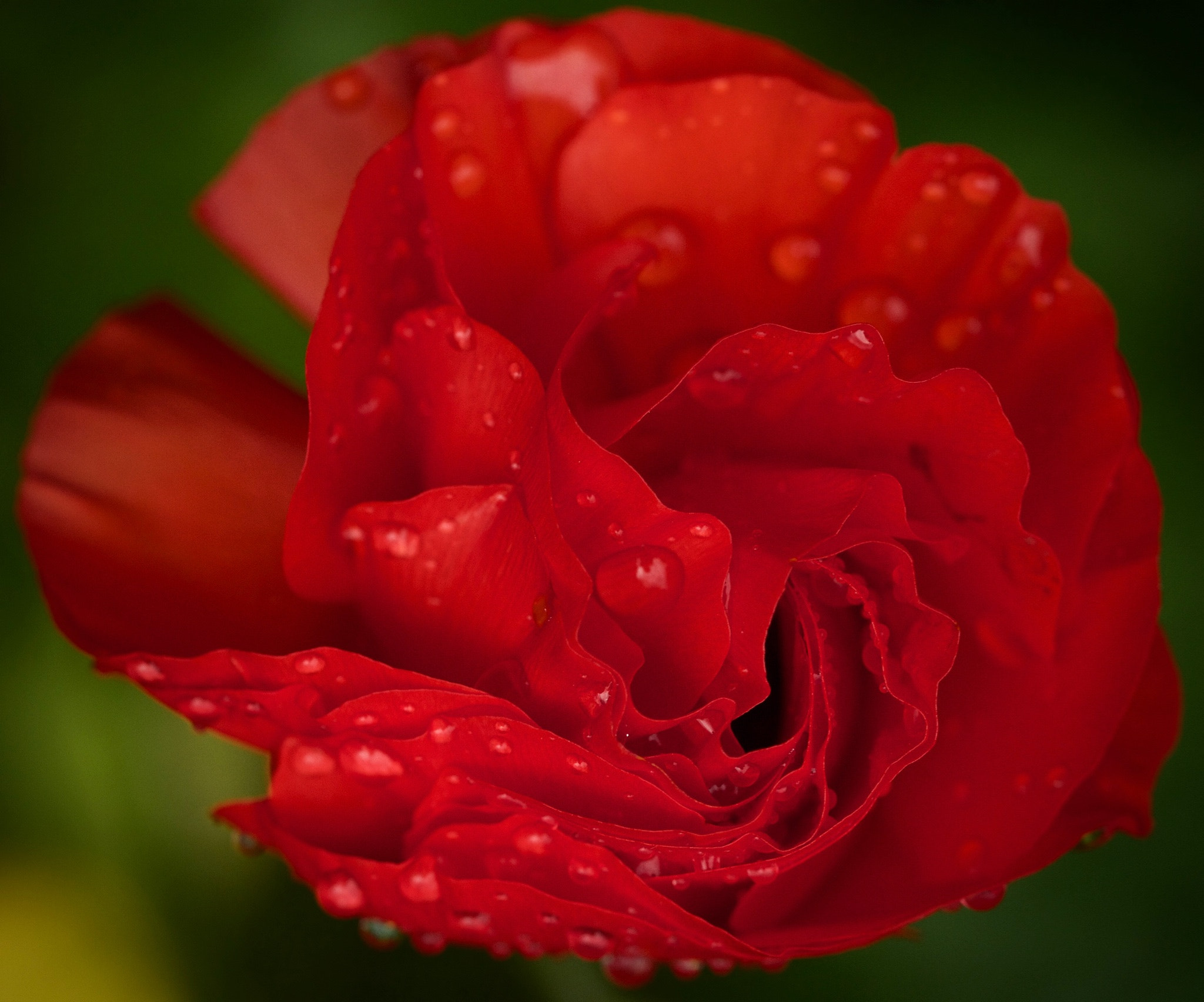 Canon EOS 7D + Canon EF 100mm F2.8L Macro IS USM sample photo. Fibonacci blooming photography