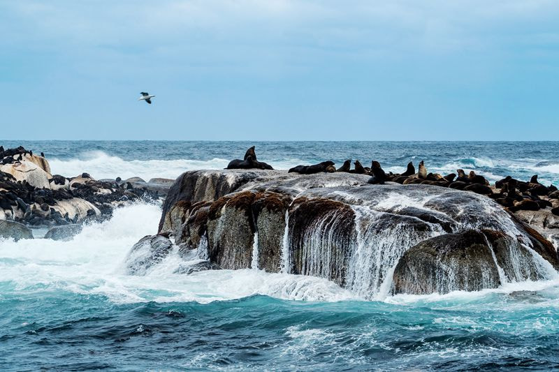 Olympus OM-D E-M5 II + OLYMPUS M.75-300mm F4.8-6.7 sample photo. Seal island photography