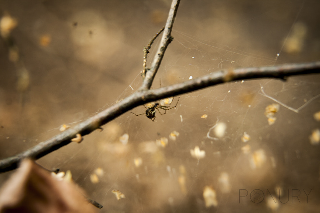 Canon EF-S 17-85mm F4-5.6 IS USM sample photo. Little spider photography