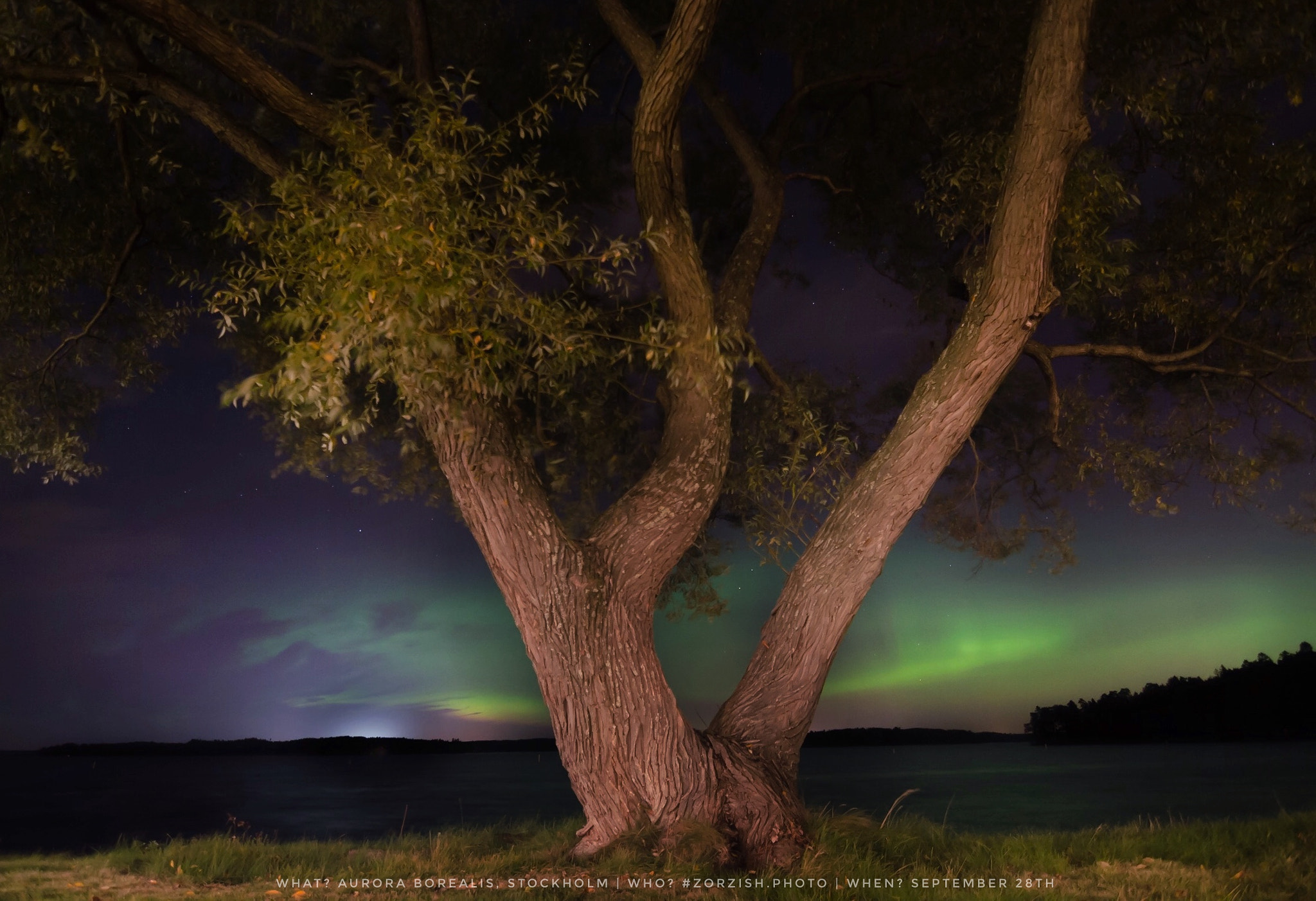 Tokina AT-X Pro 11-16mm F2.8 DX sample photo. Tree of life! photography