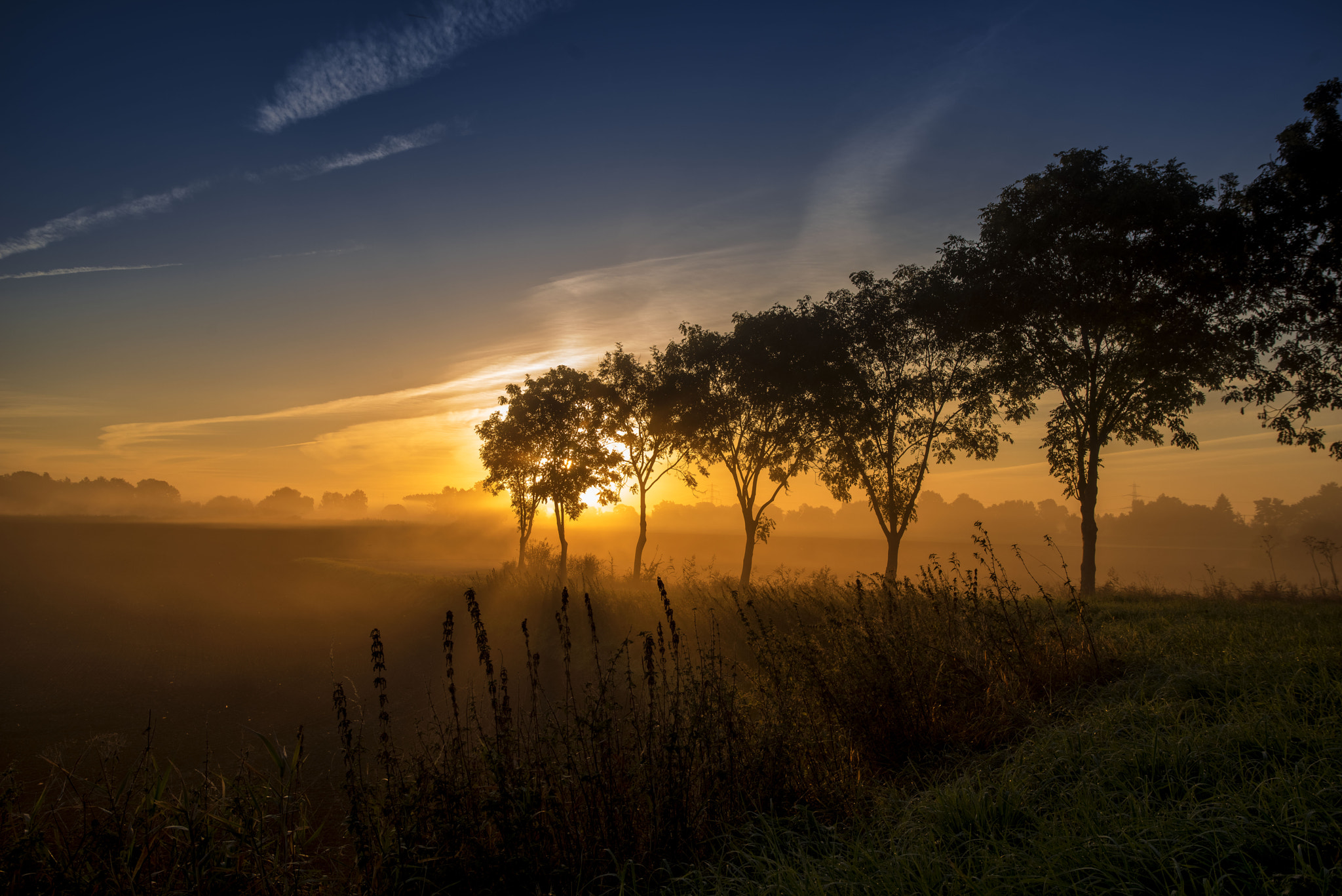 Sony a7R + Canon EF 17-40mm F4L USM sample photo. Foggy trees photography