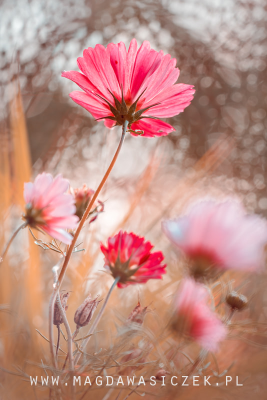 Sigma 150mm F2.8 EX DG Macro HSM sample photo. Pastelove iii photography