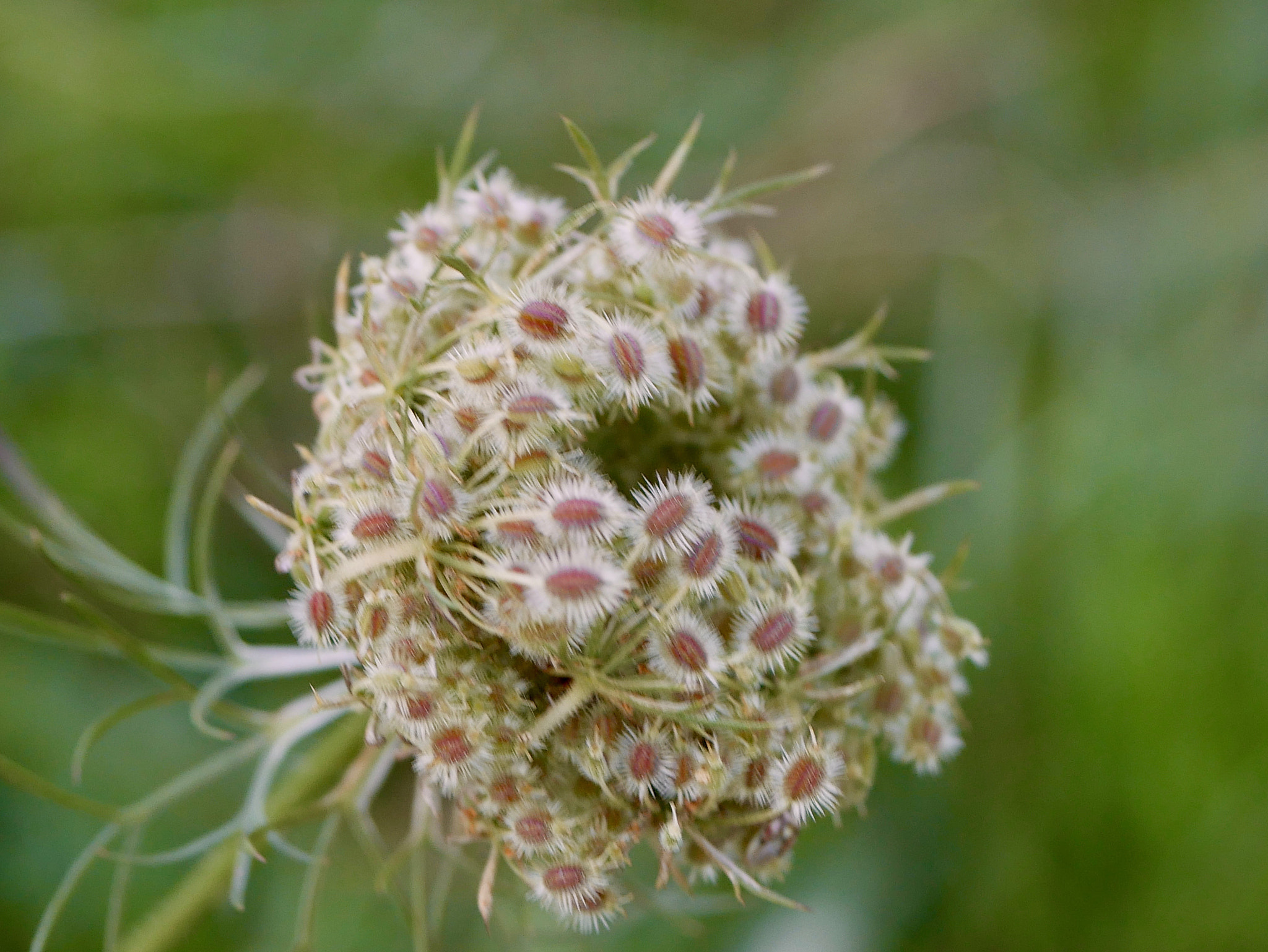 Panasonic DMC-G70 + Panasonic Lumix G Macro 30mm F2.8 ASPH Mega OIS sample photo. Des champs 1 photography