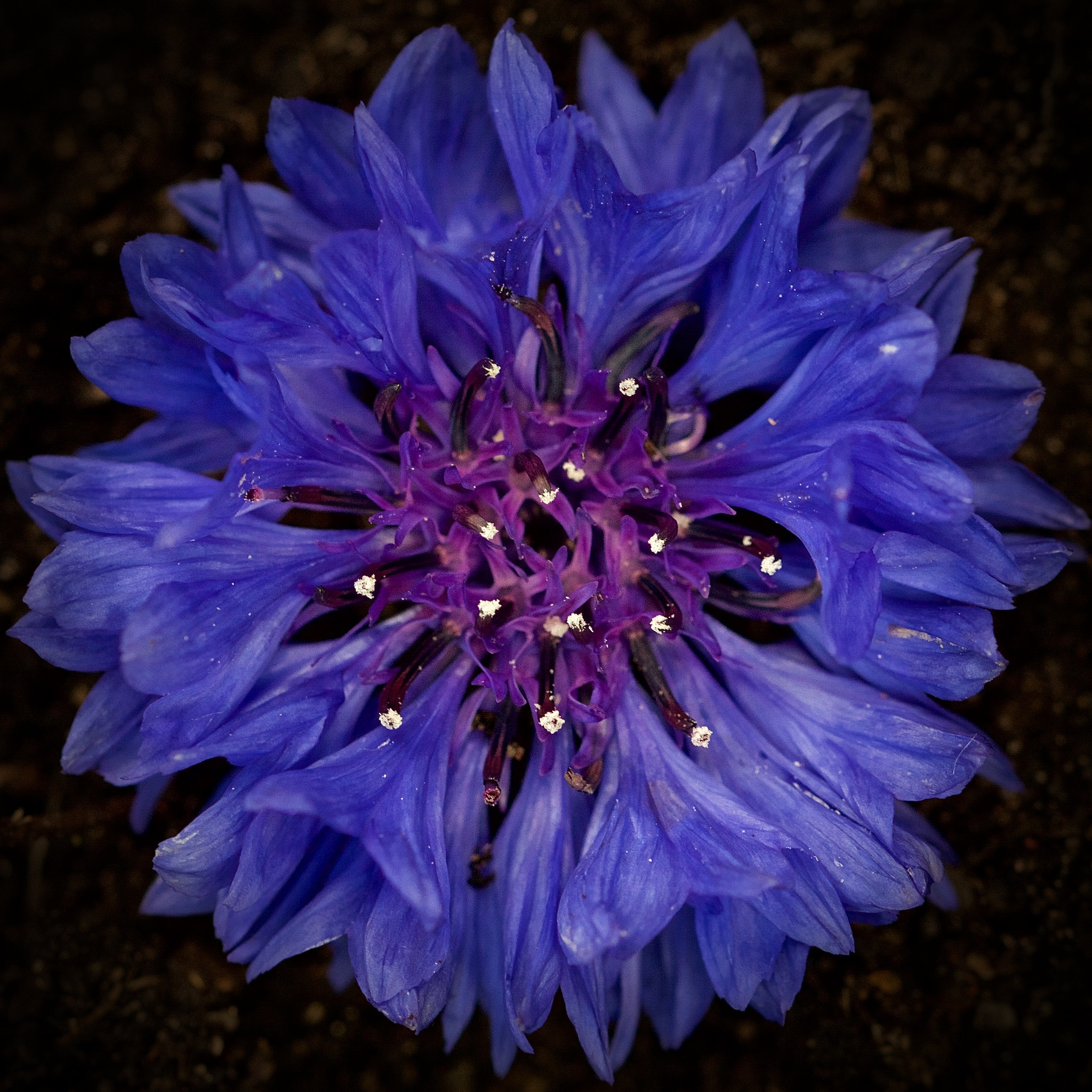 Canon EOS 7D sample photo. Cornflower asymmetry photography