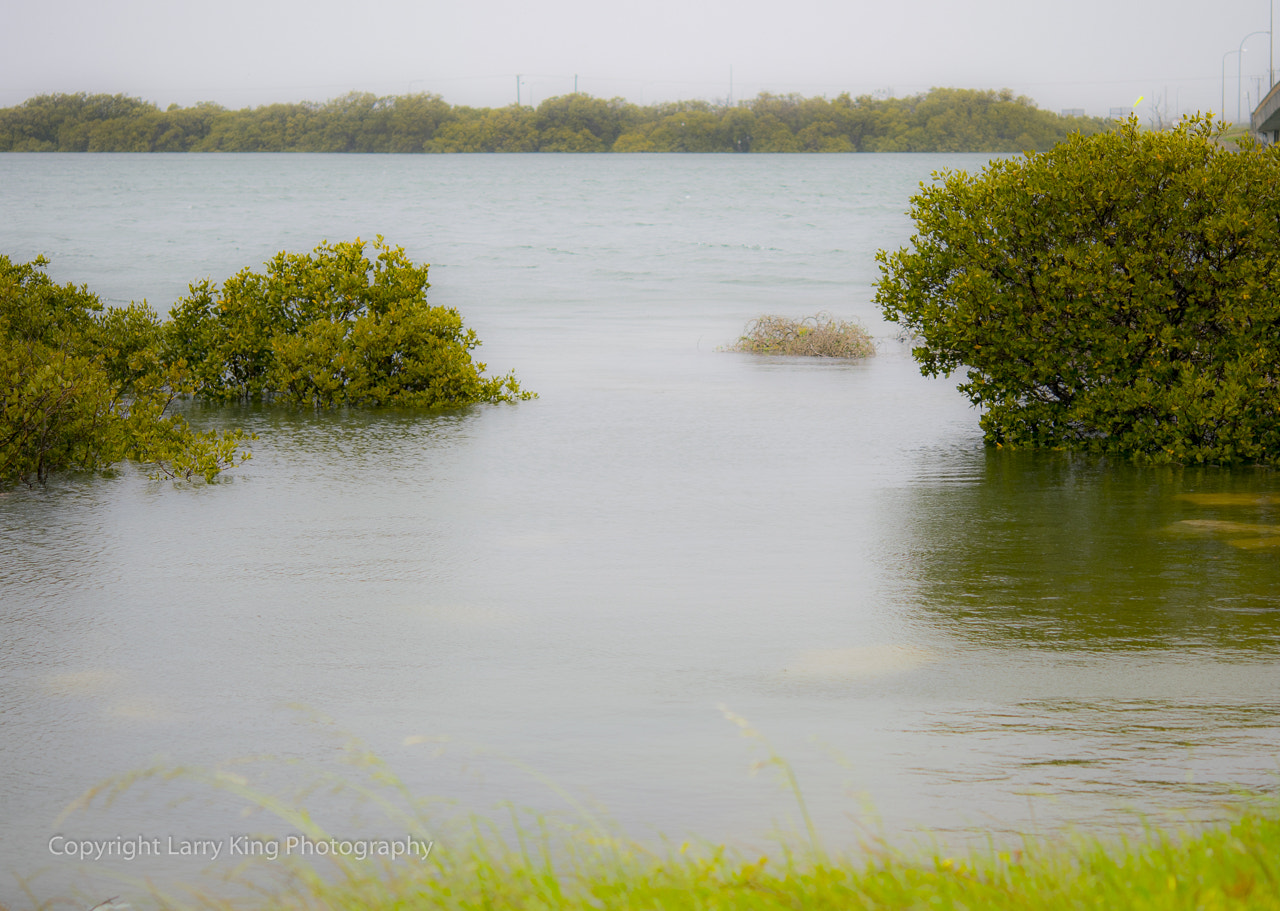 Nikon AF-S Micro-Nikkor 60mm F2.8G ED sample photo. Torrens island photography