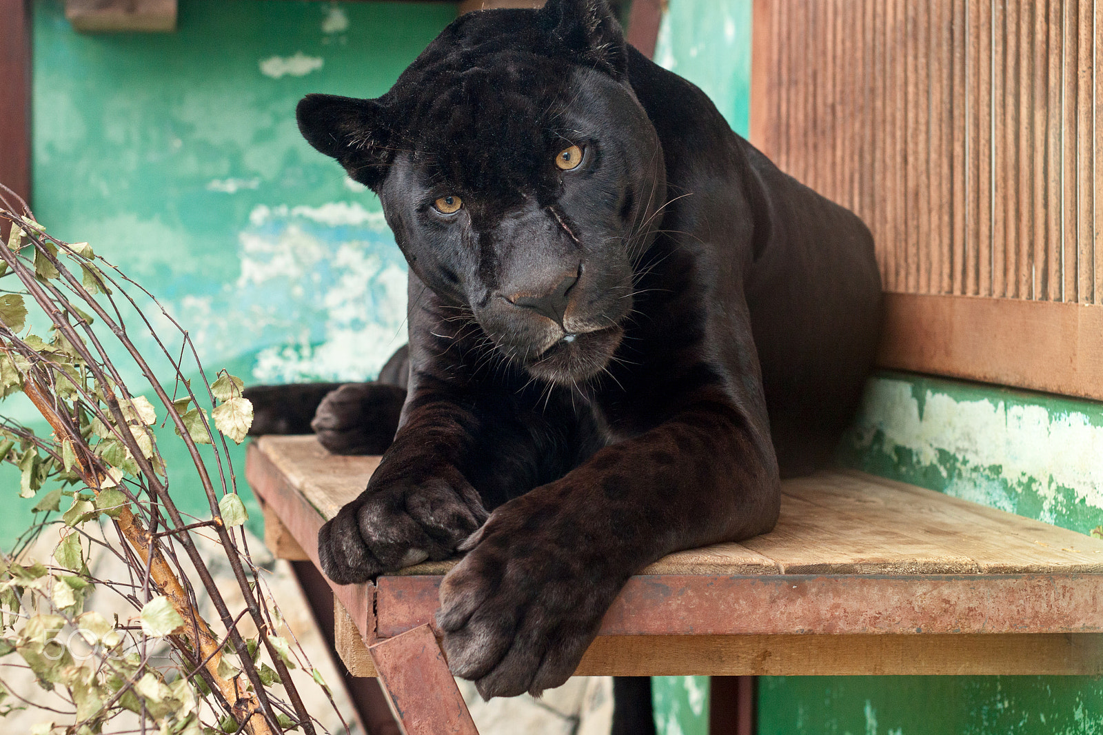Sigma 50mm F1.4 EX DG HSM sample photo. Black jaguar in the yekaterinburg zoo photography