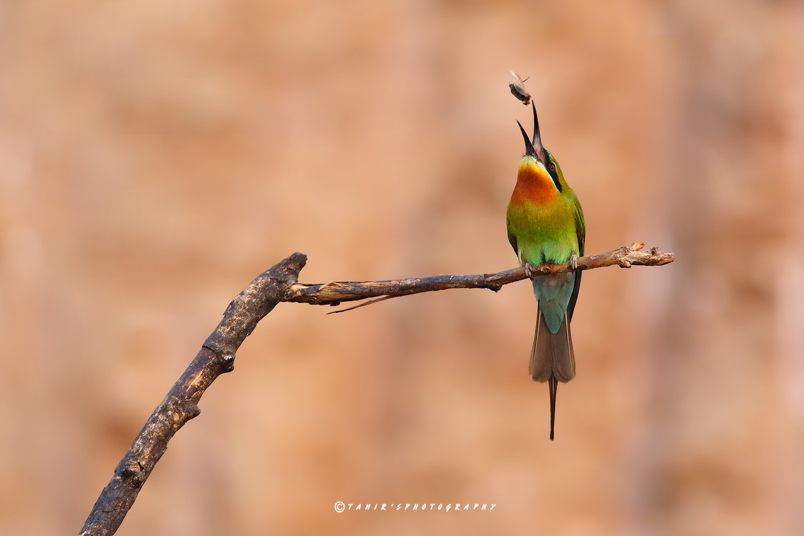 Canon EOS 7D Mark II + Canon EF 400mm F5.6L USM sample photo. Tossing photography