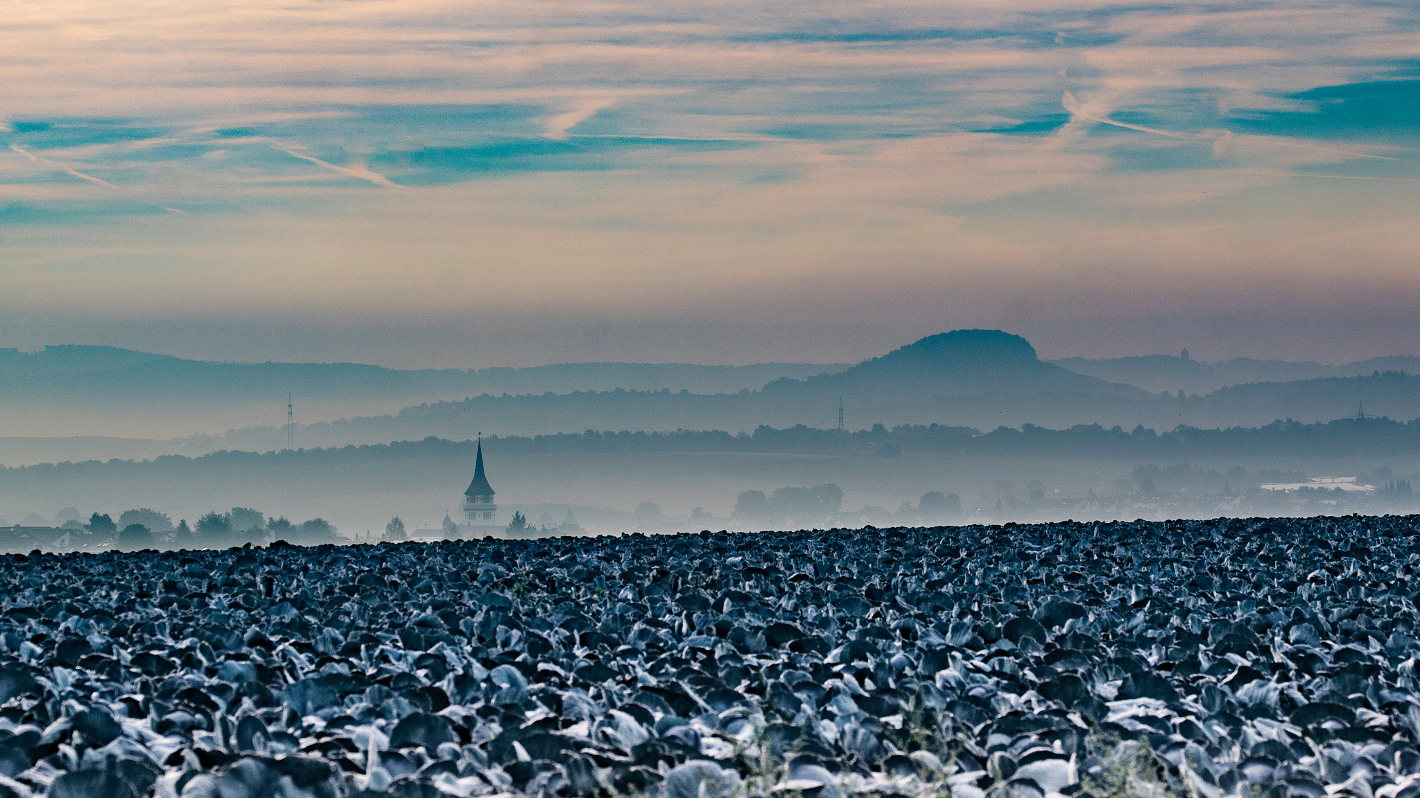 Sony a7R + 105mm F2.8 sample photo. Dawn near cabbage photography